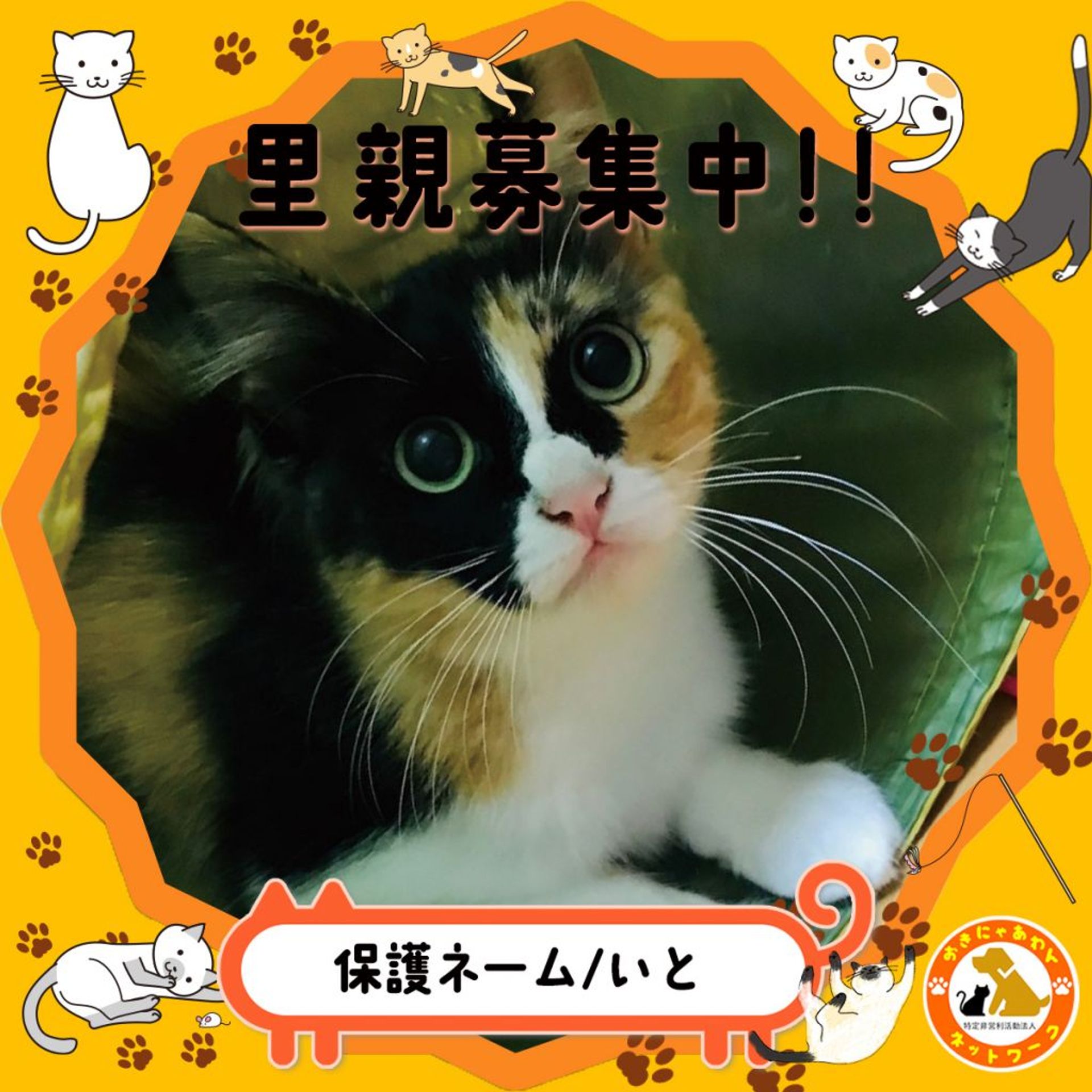 雑種（ミックス猫）・メスの里親募集の写真