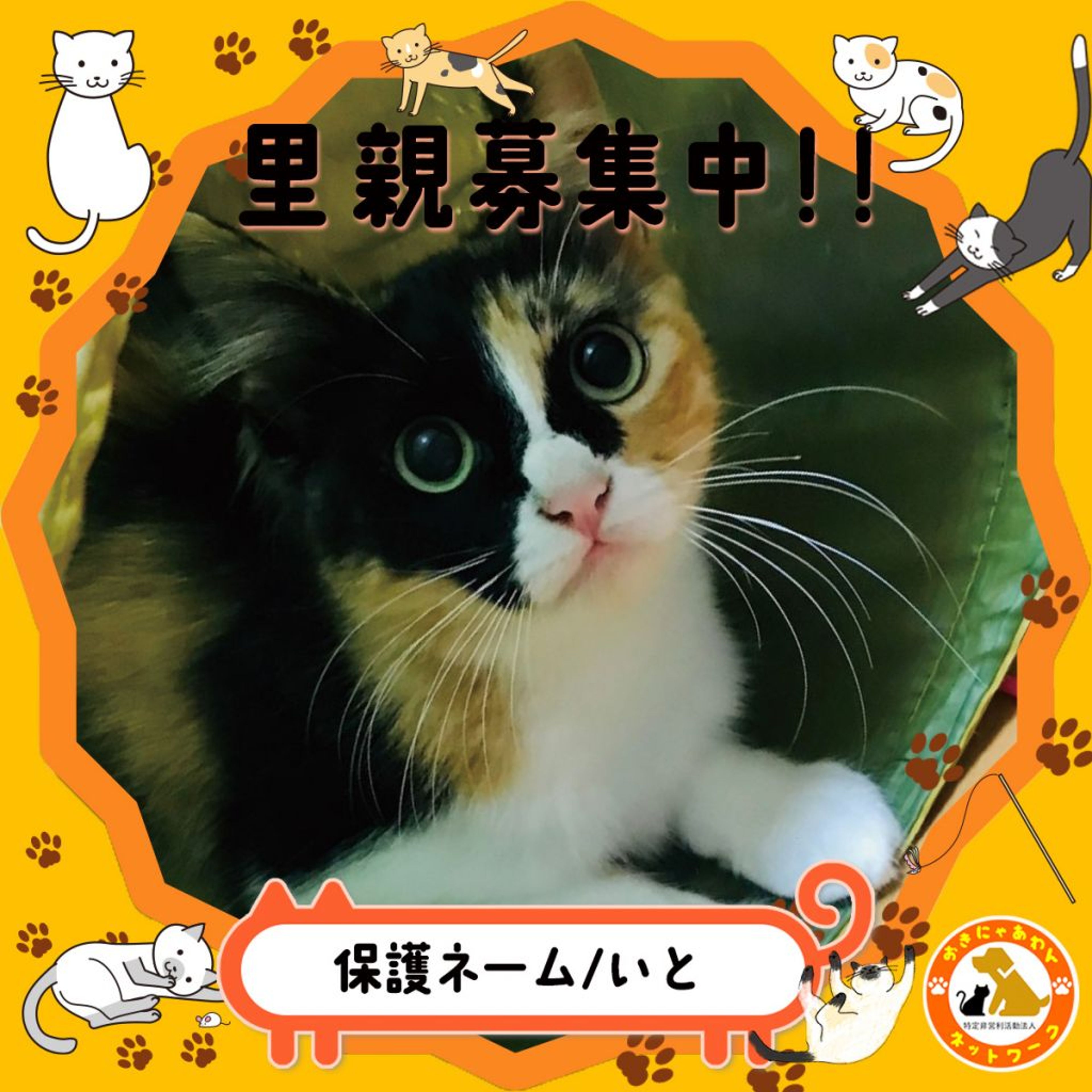 雑種（ミックス猫）・メスの里親募集の写真