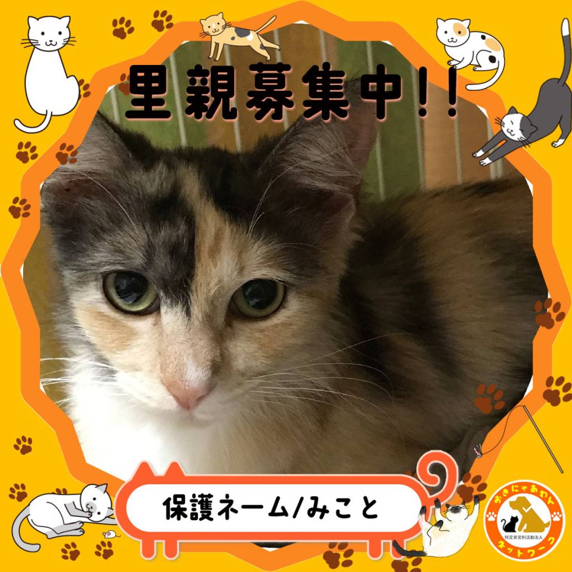 雑種（ミックス猫）・メスの里親募集の写真