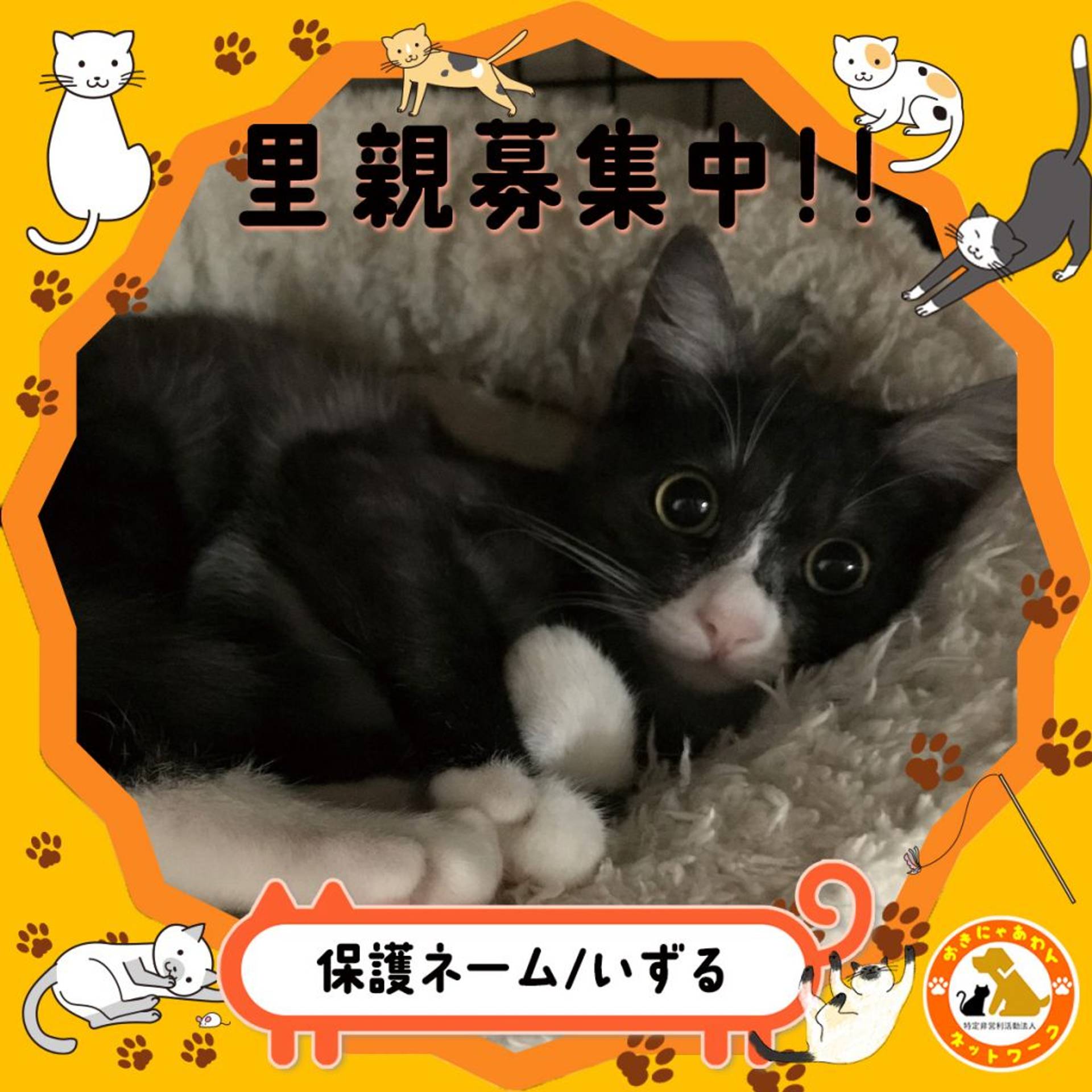 雑種（ミックス猫）・オスの里親募集の写真