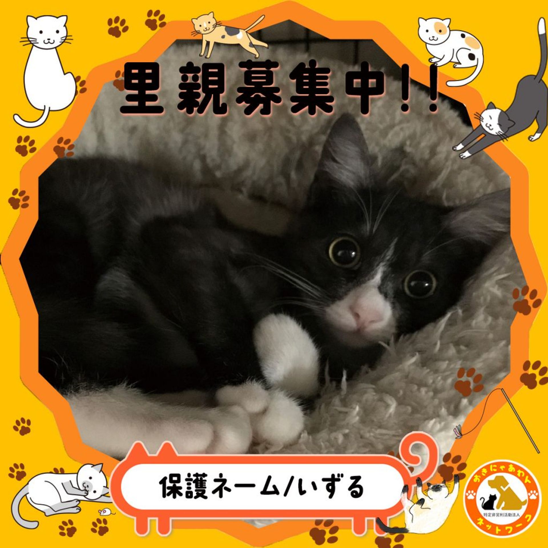 雑種（ミックス猫）・オスの里親募集の写真