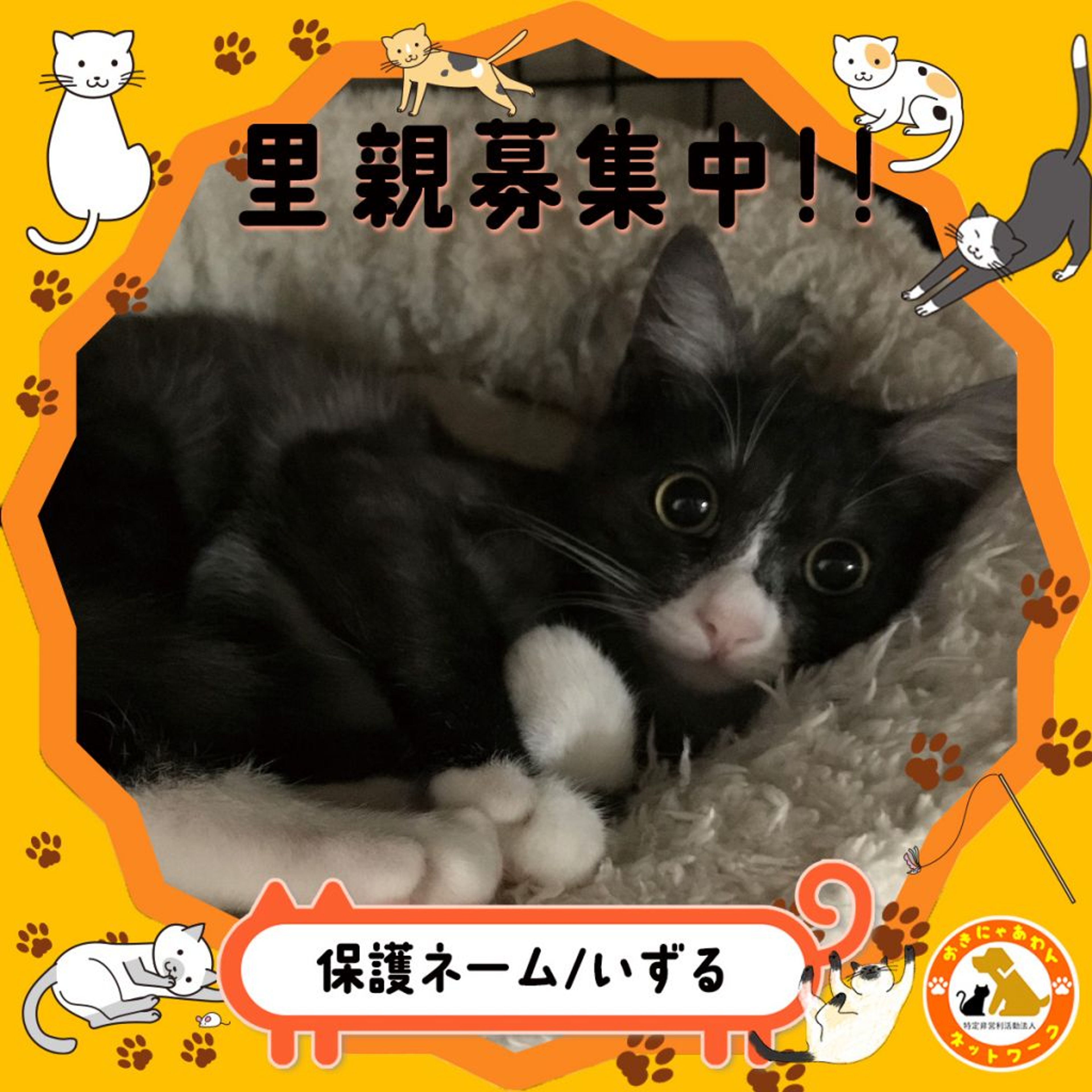 雑種（ミックス猫）・オスの里親募集の写真