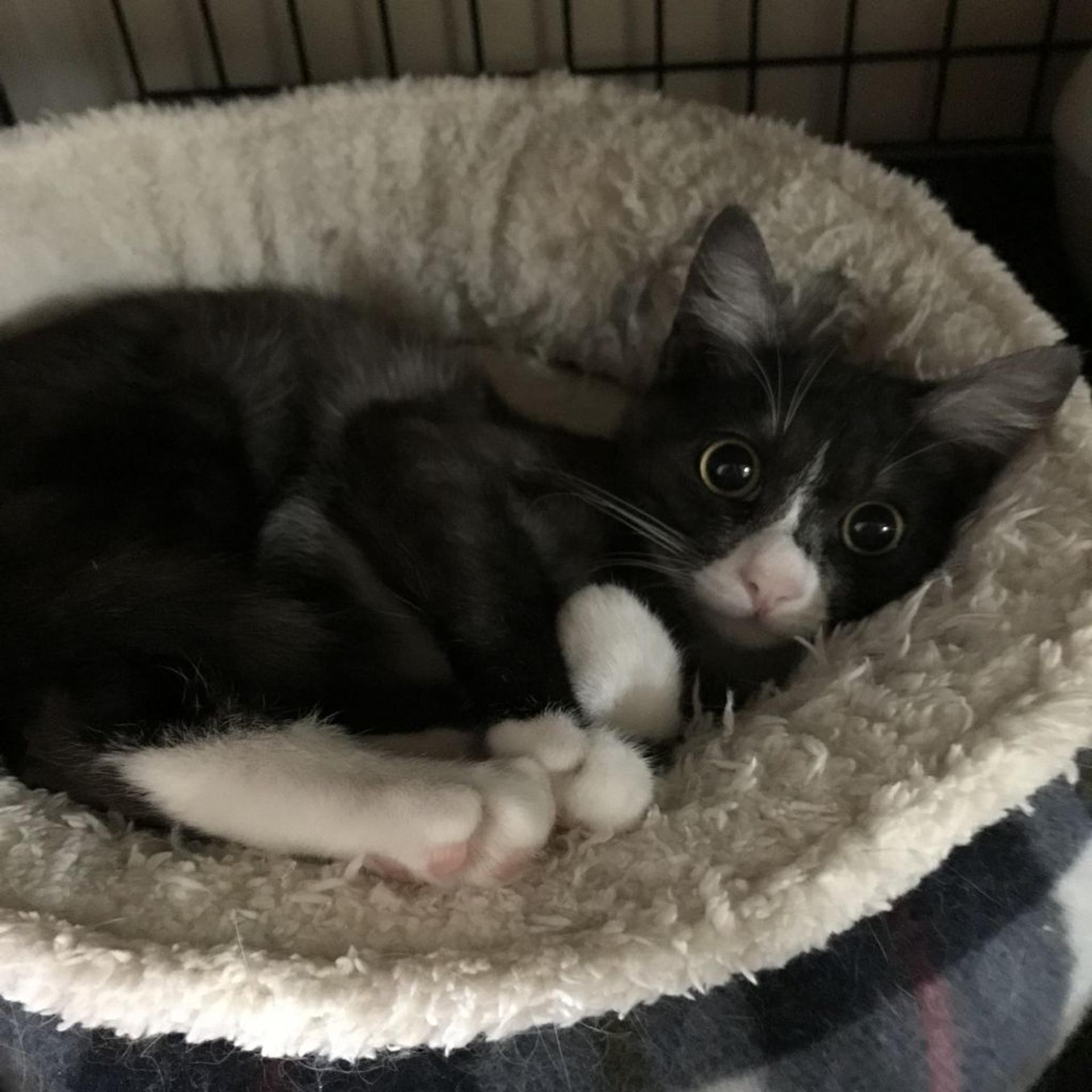 pet-image-4