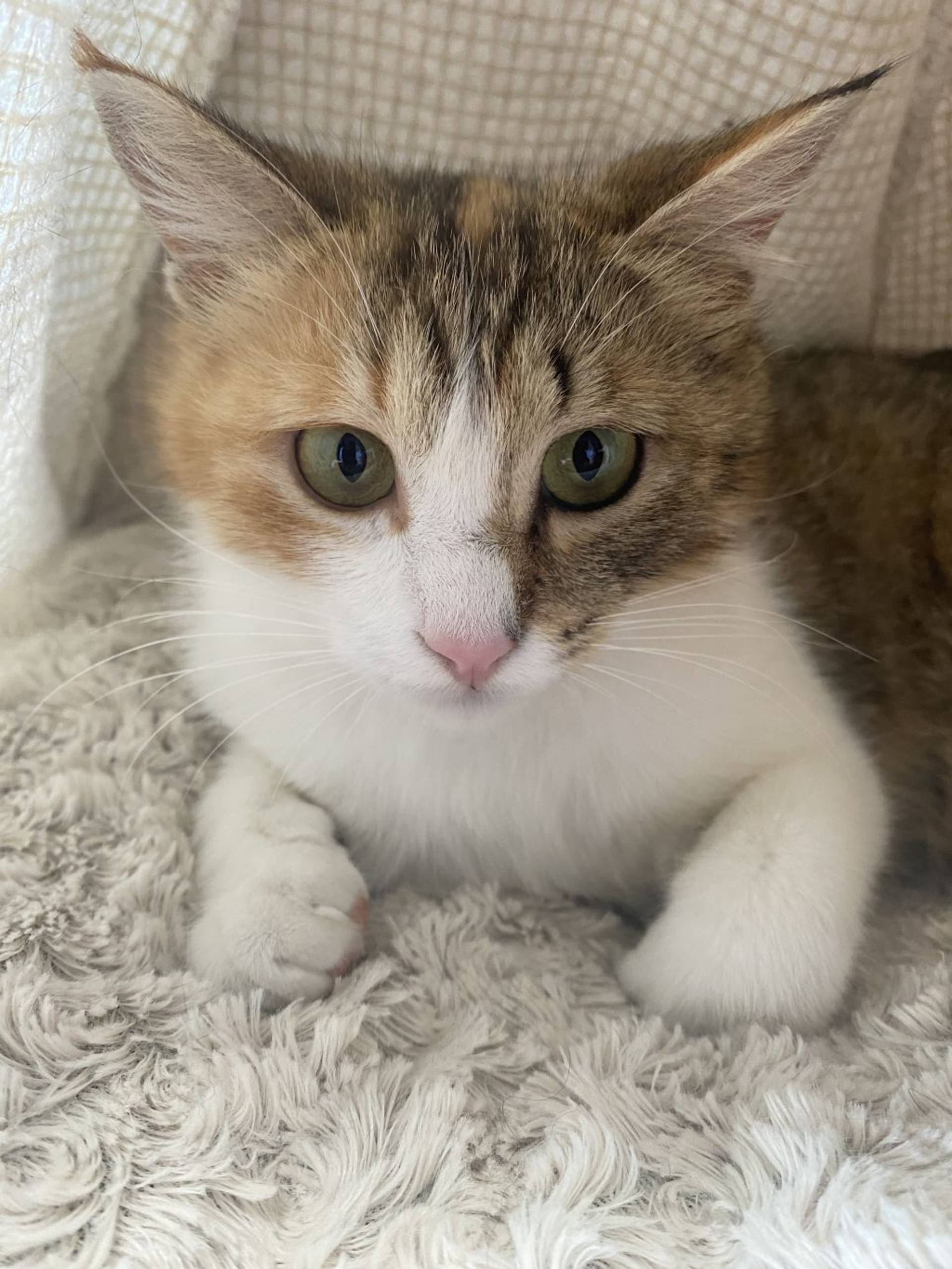 雑種（ミックス猫）・メスの里親募集の写真