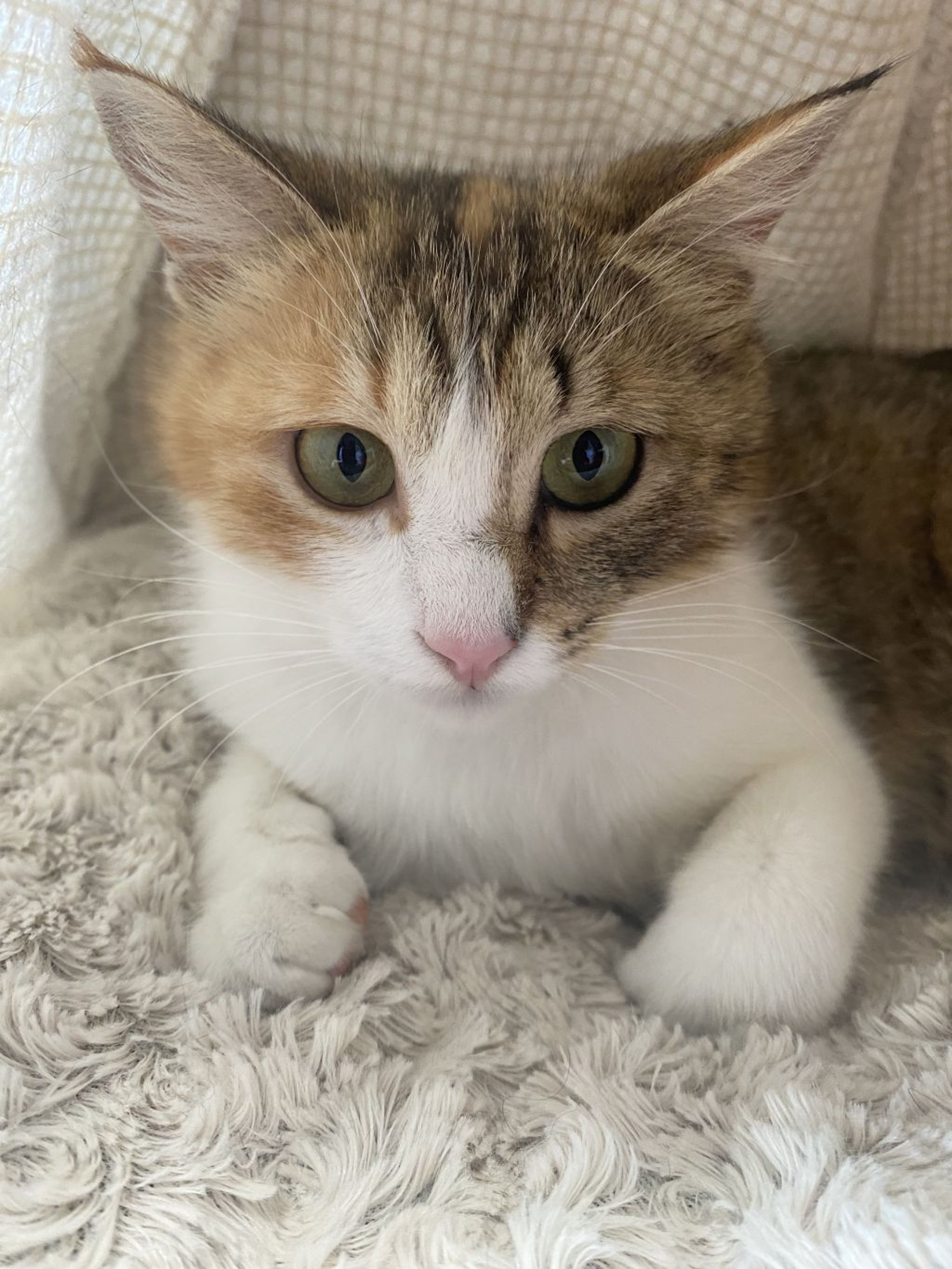 雑種（ミックス猫）・メスの里親募集の写真