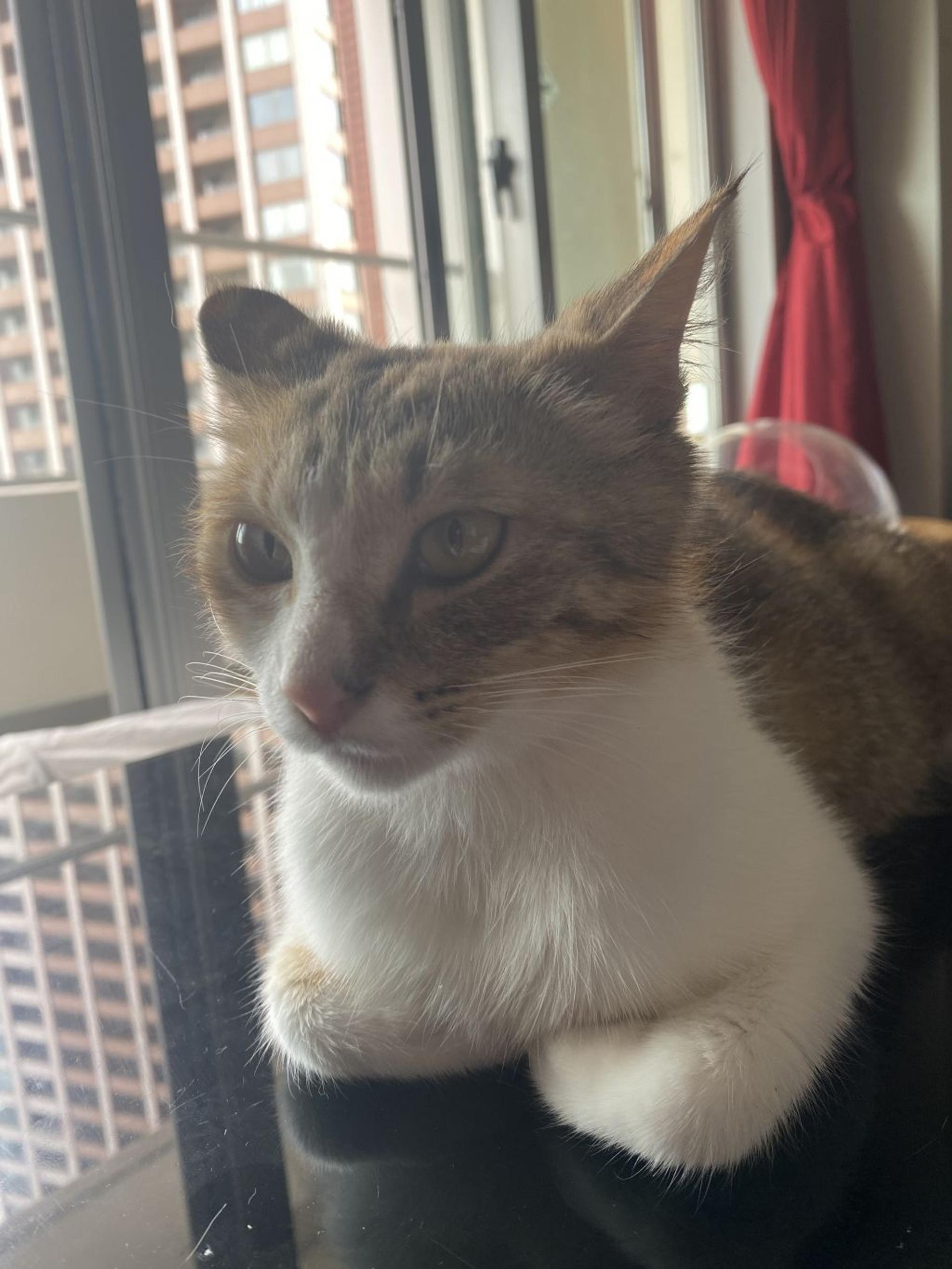 pet-image-2