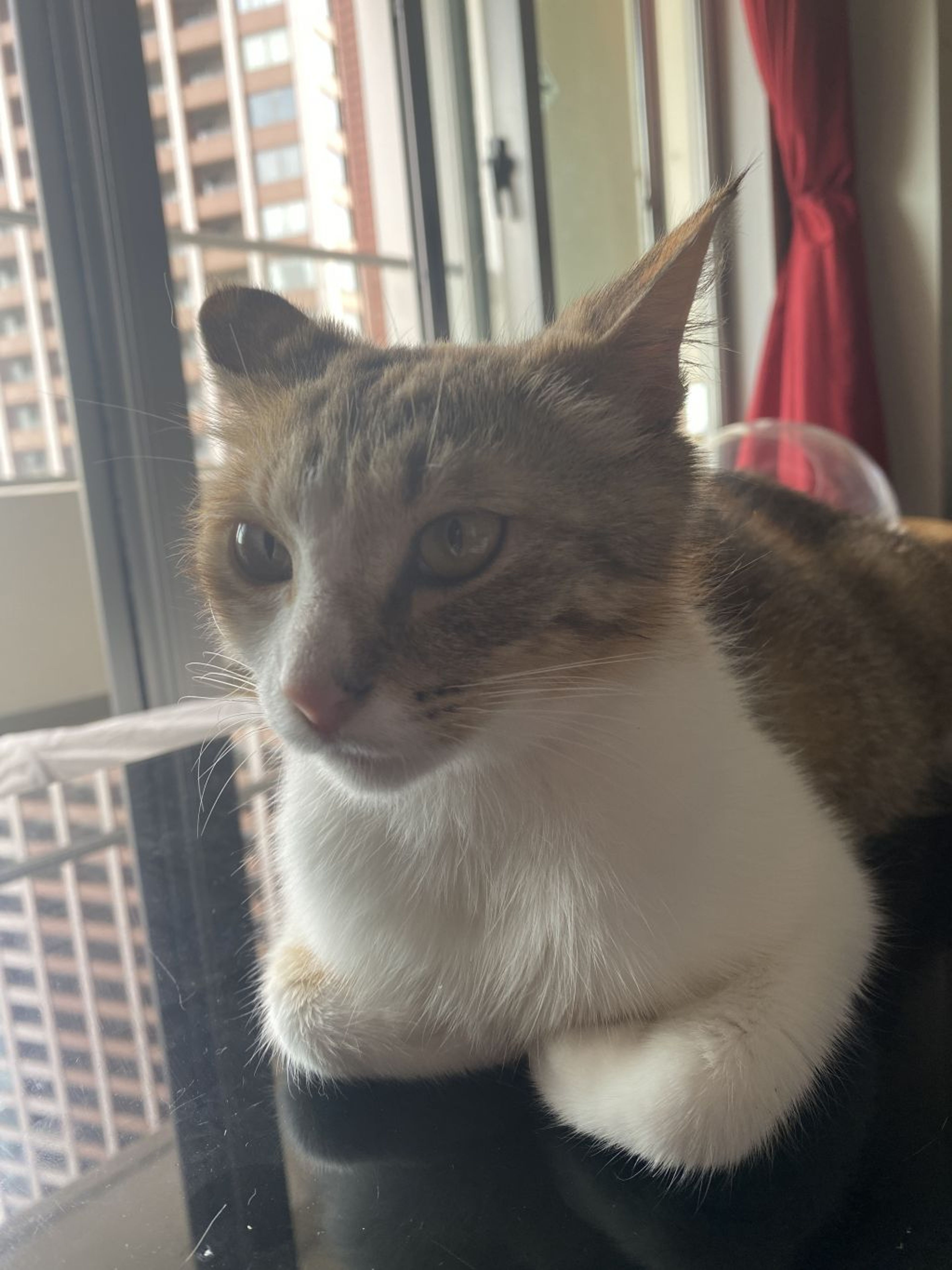 pet-image-2