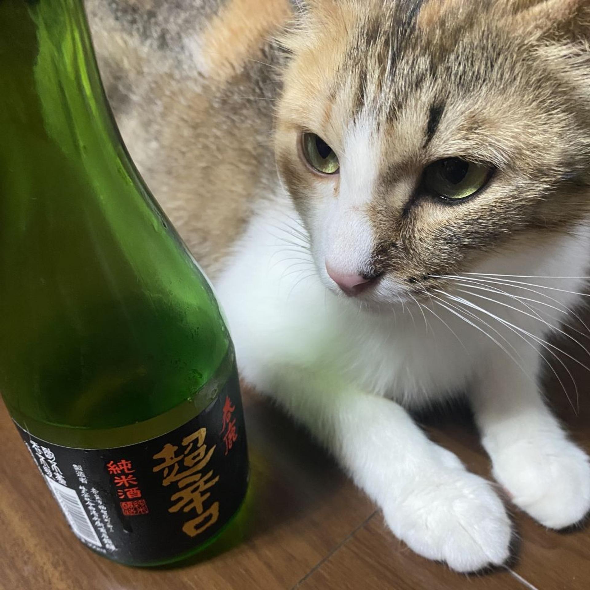 pet-image-9