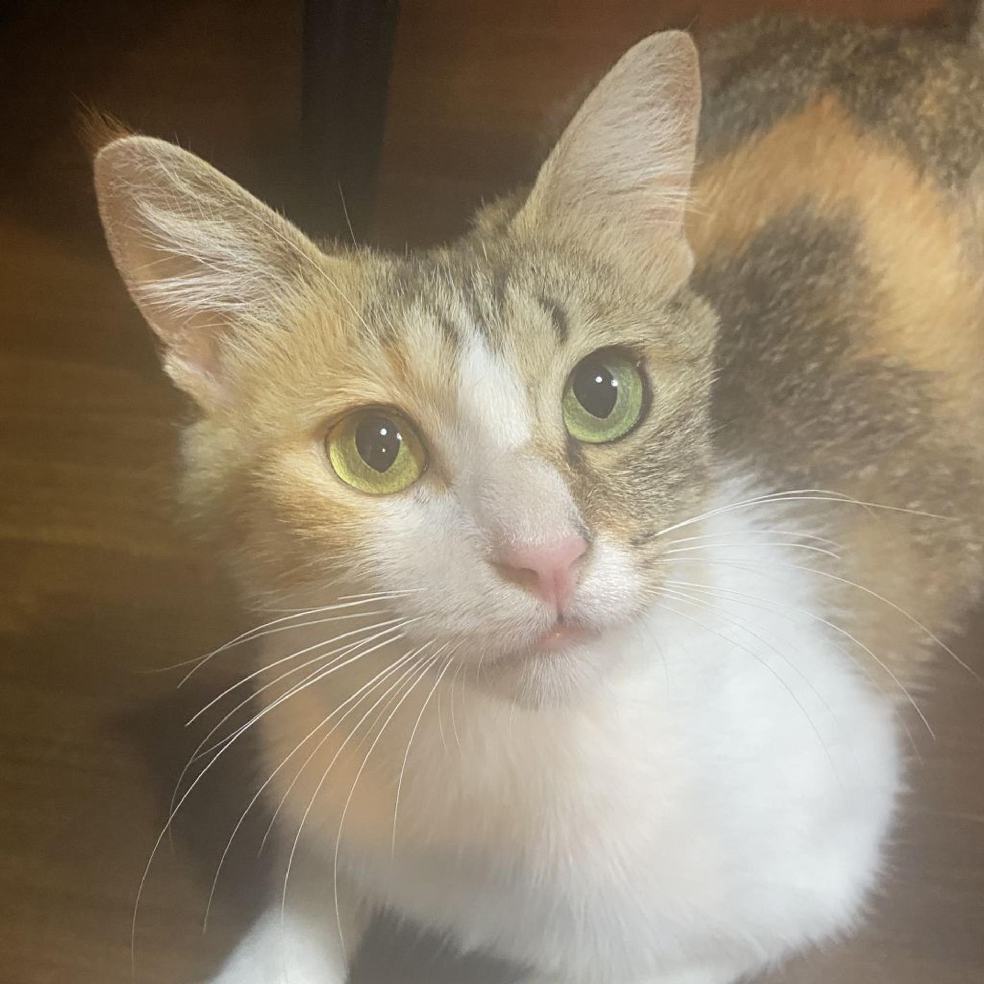 pet-image-3