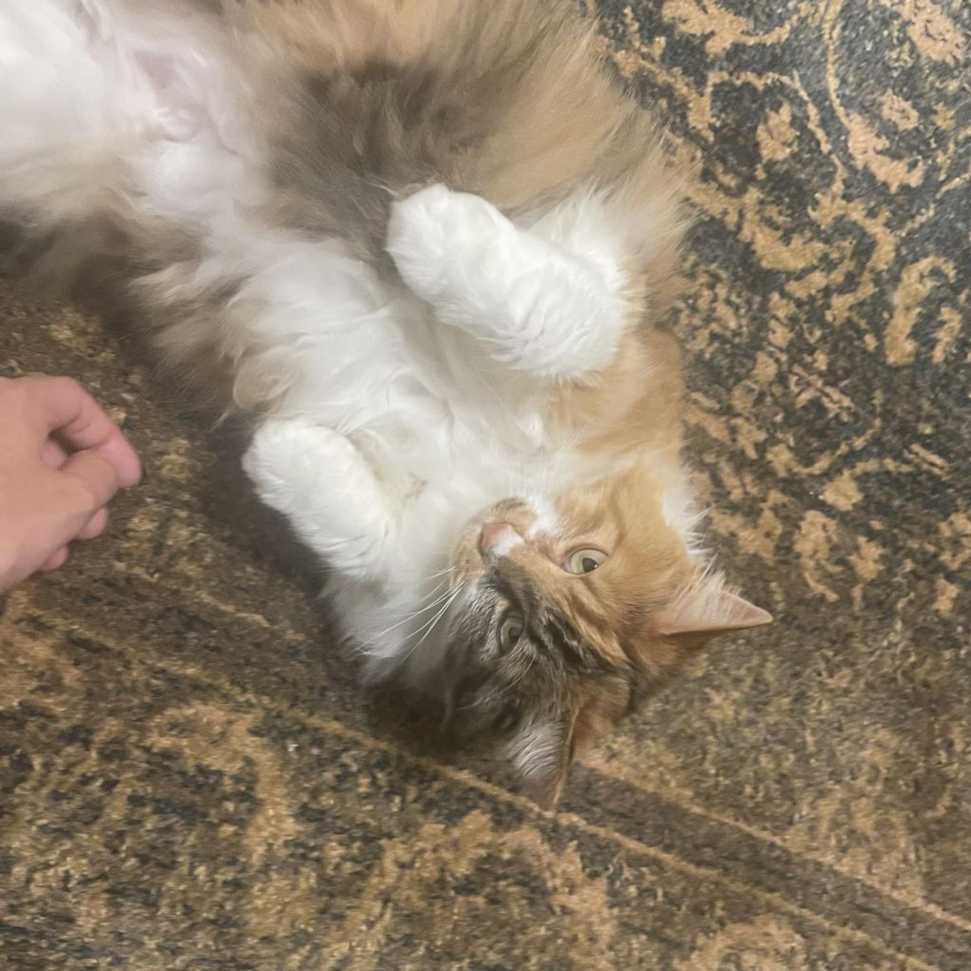 pet-image-8