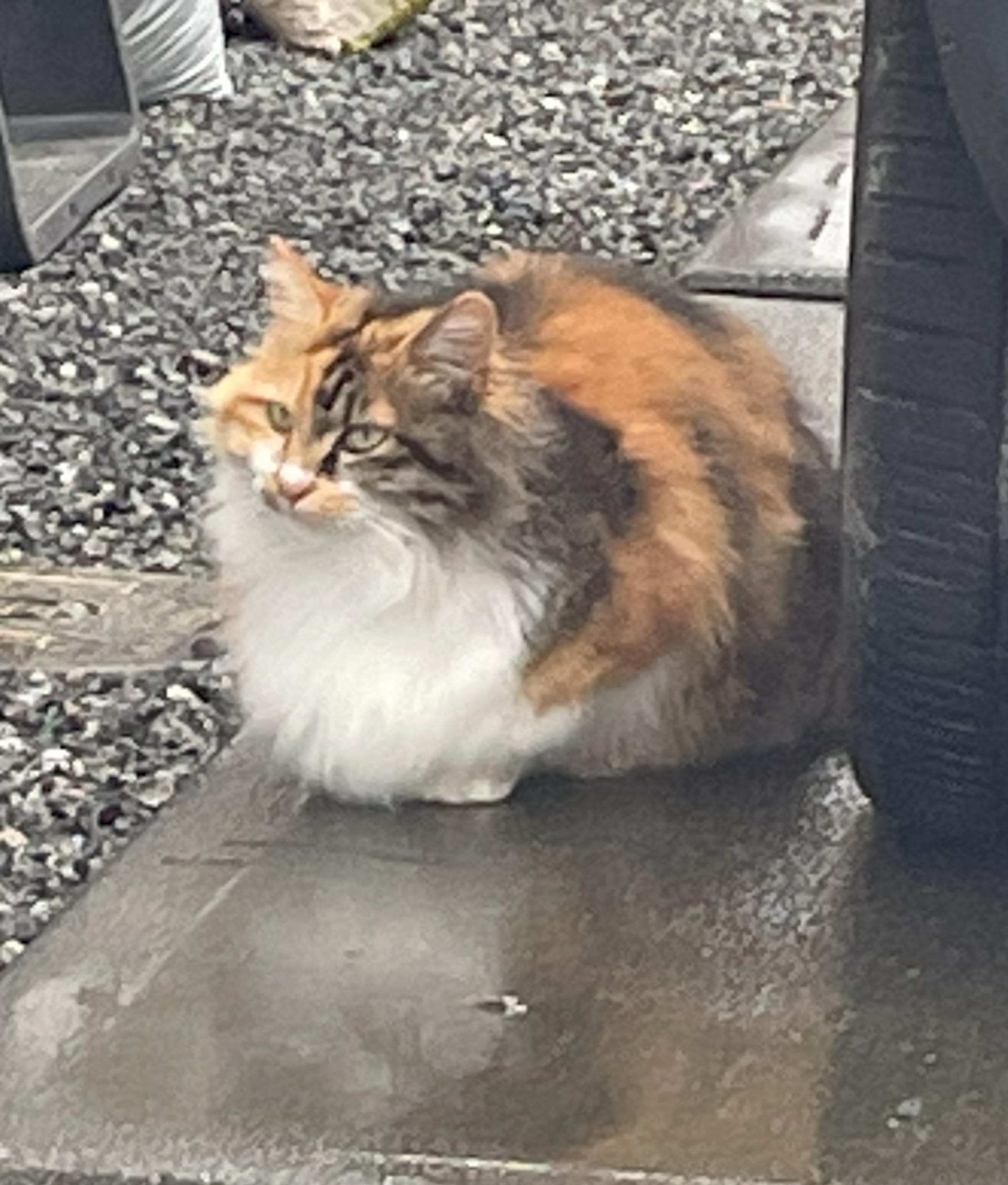 pet-image-9