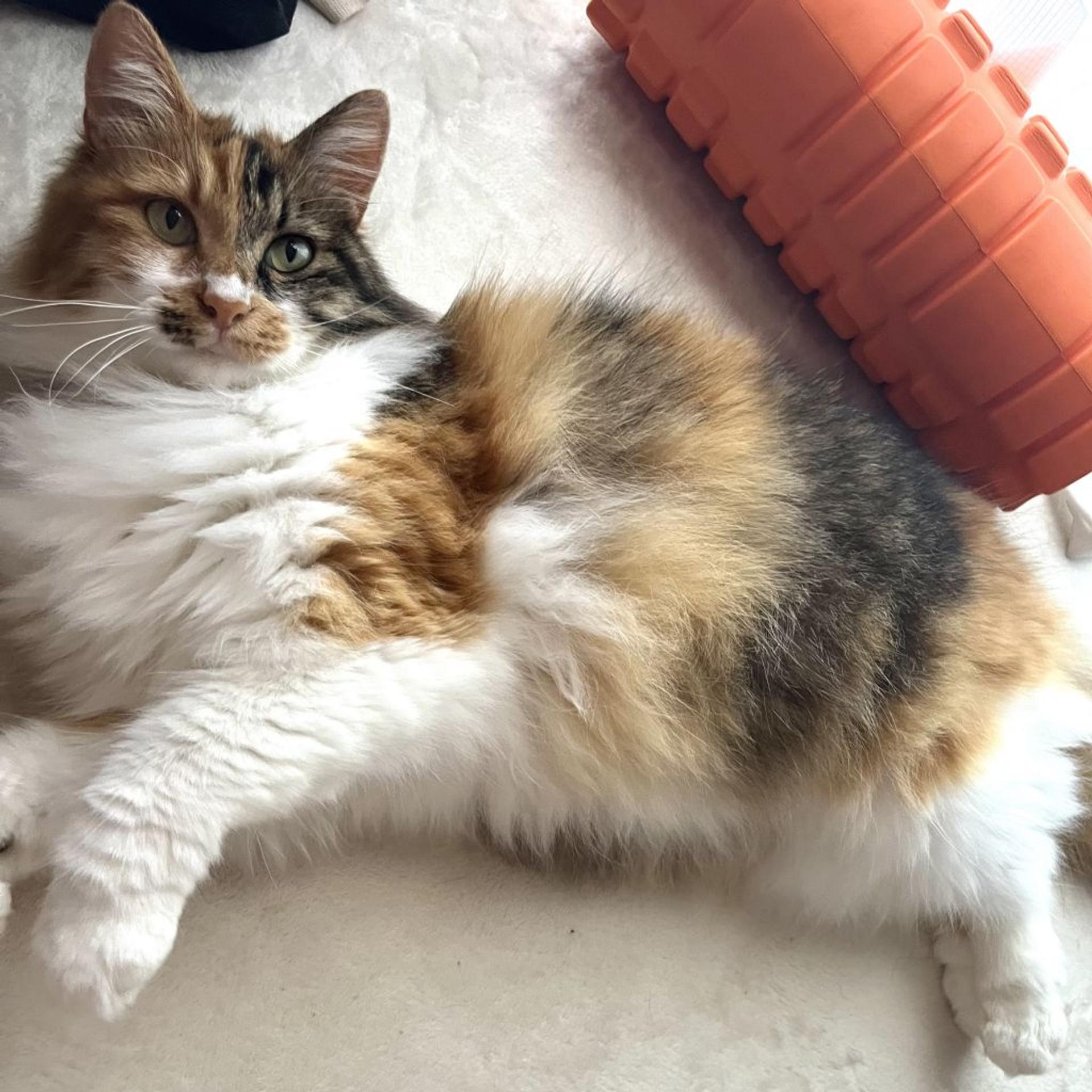 pet-image-2