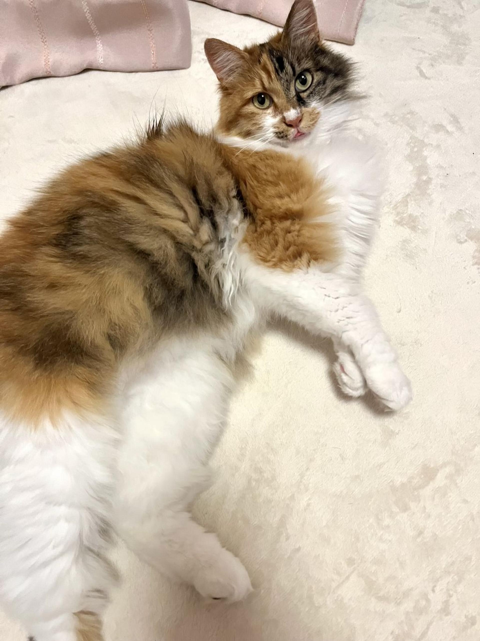 pet-image-7