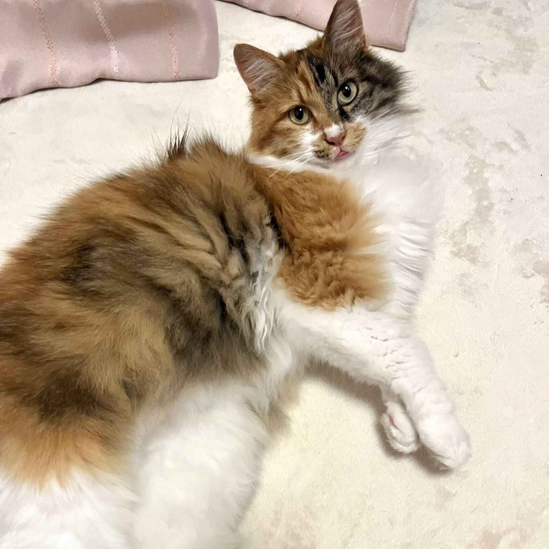 雑種（ミックス猫）・メスの里親募集の写真