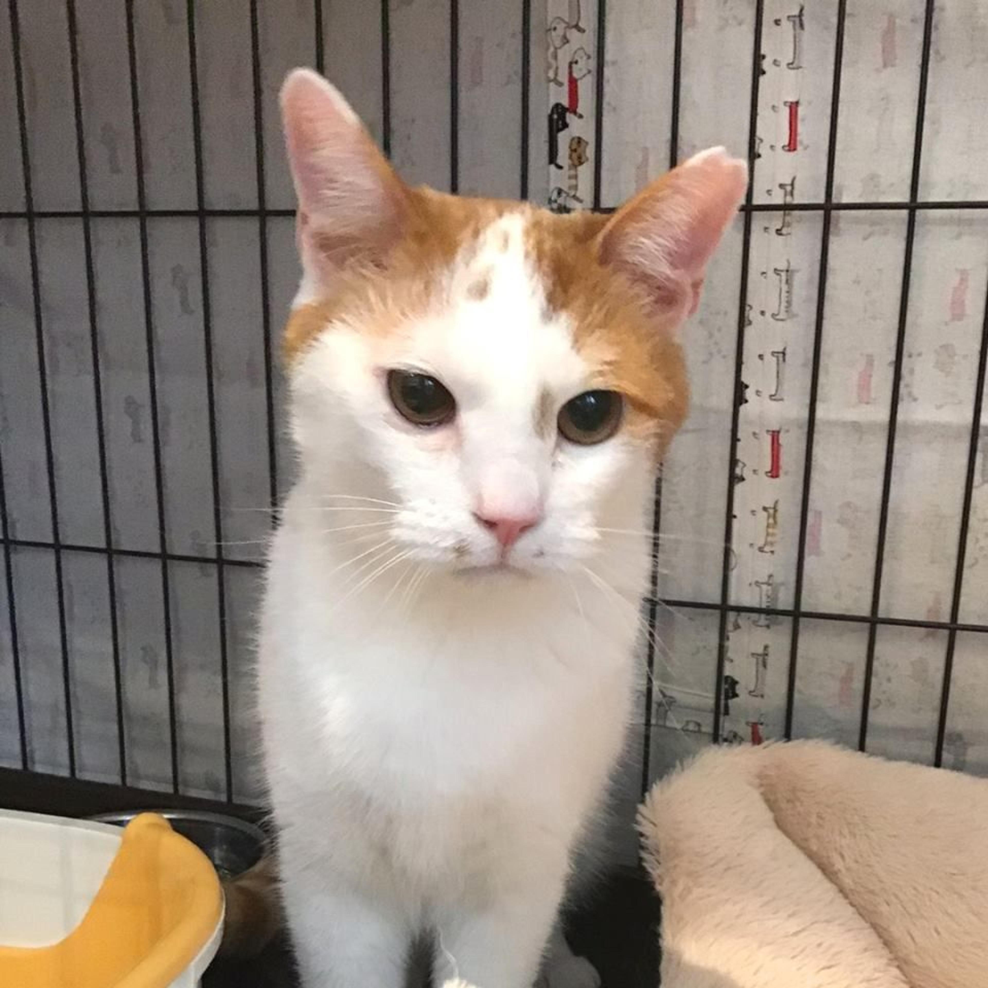 pet-image-2