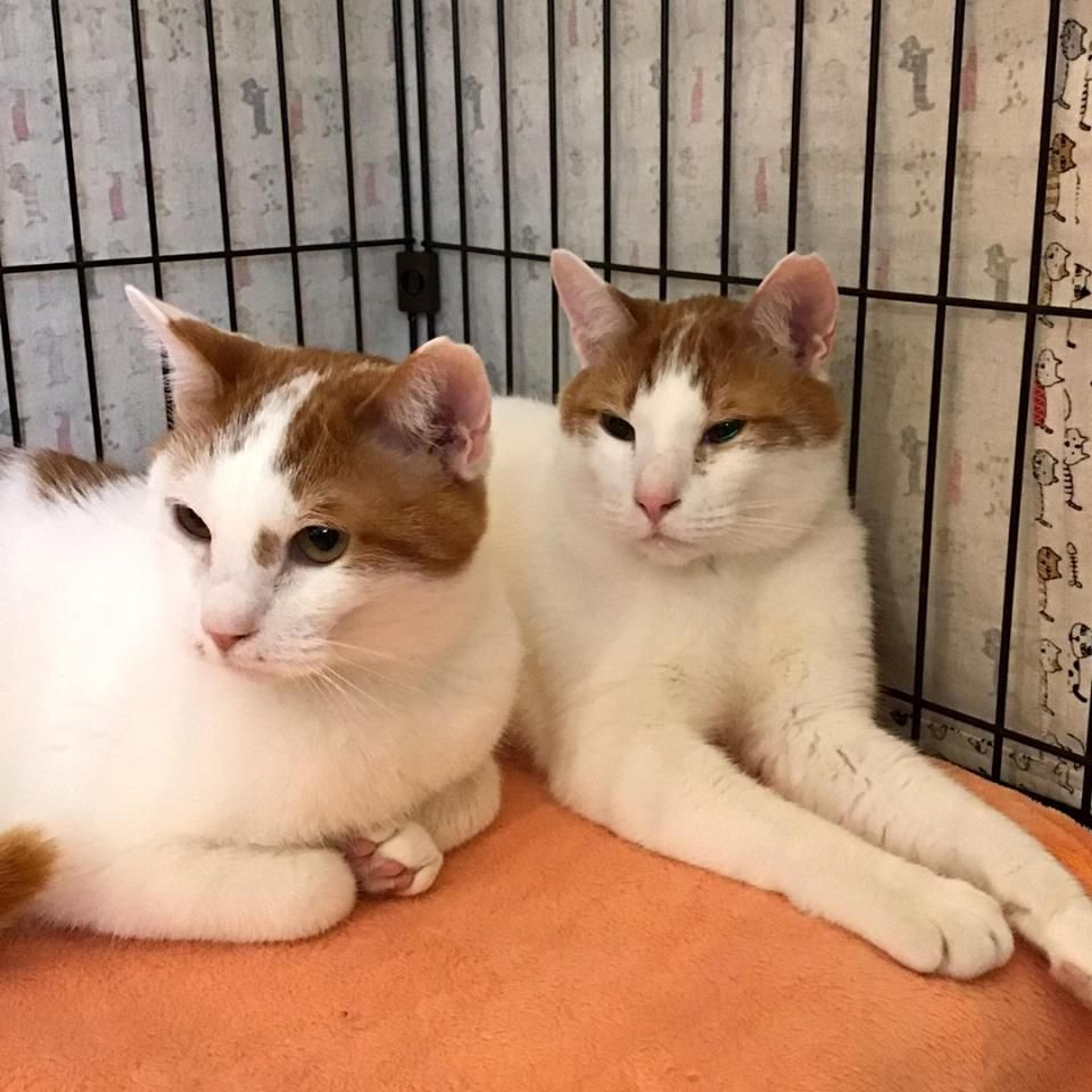 pet-image-4