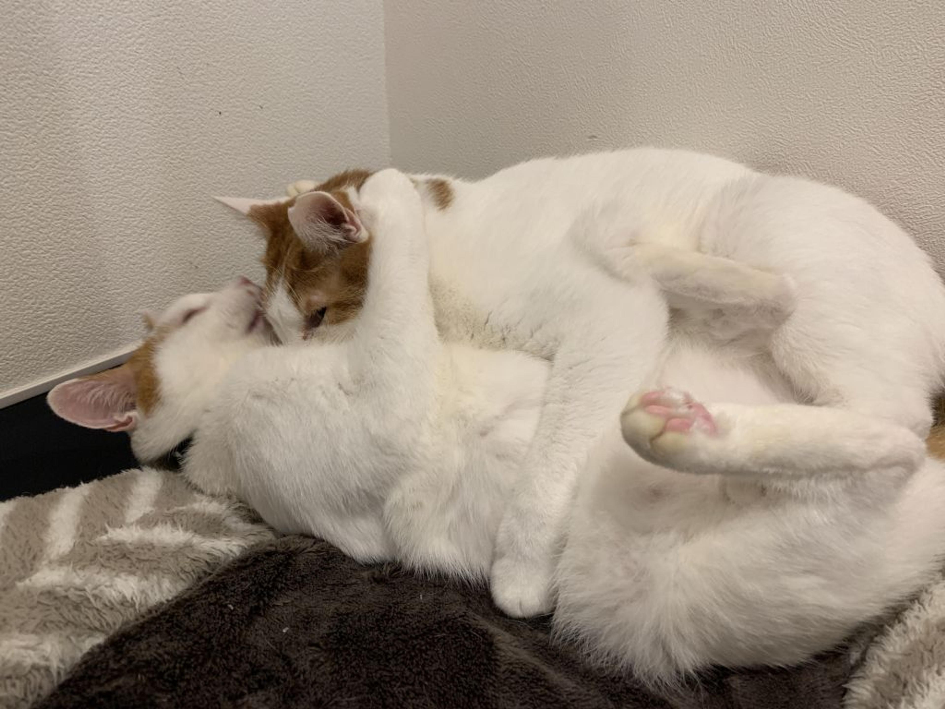 pet-image-3