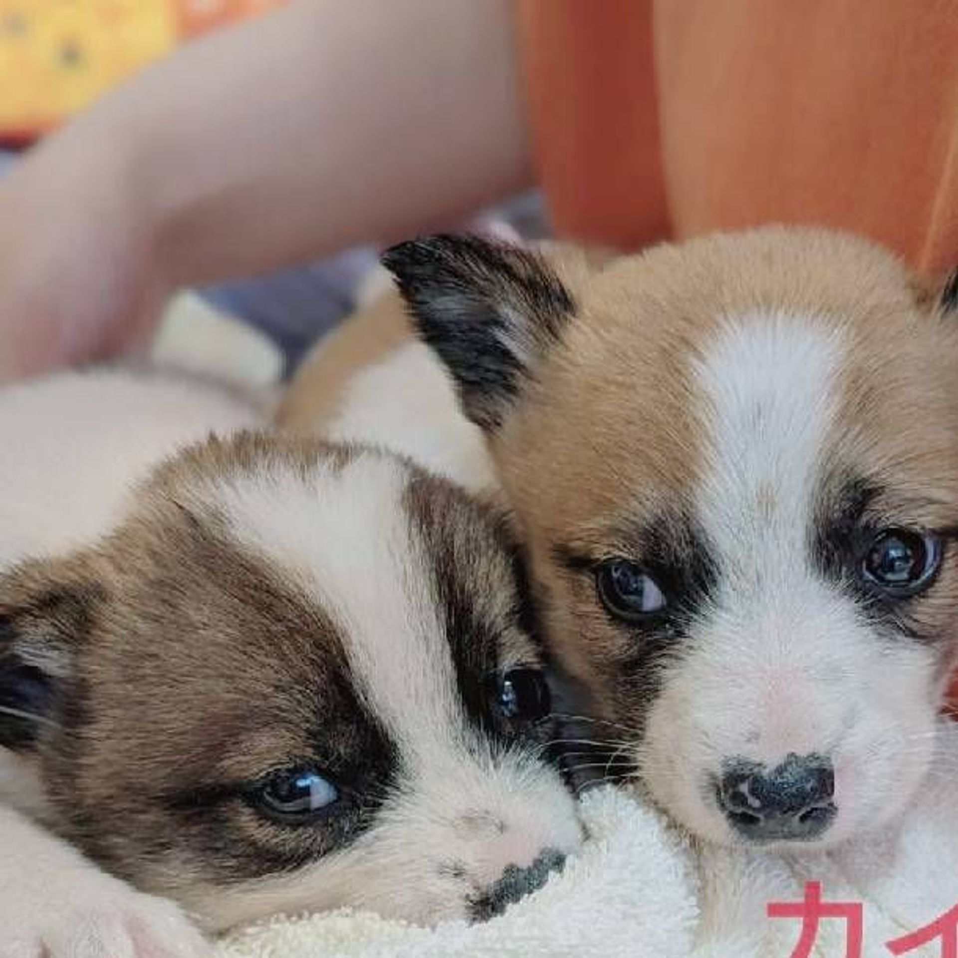 雑種（ミックス犬）・オスの里親募集の写真