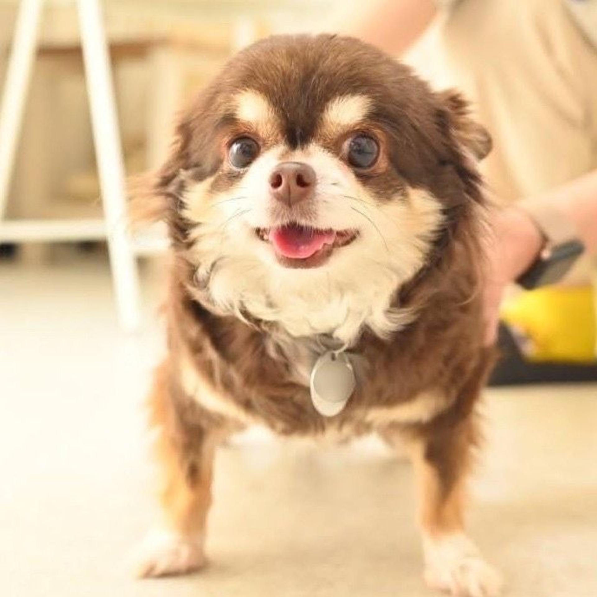 pet-image-4