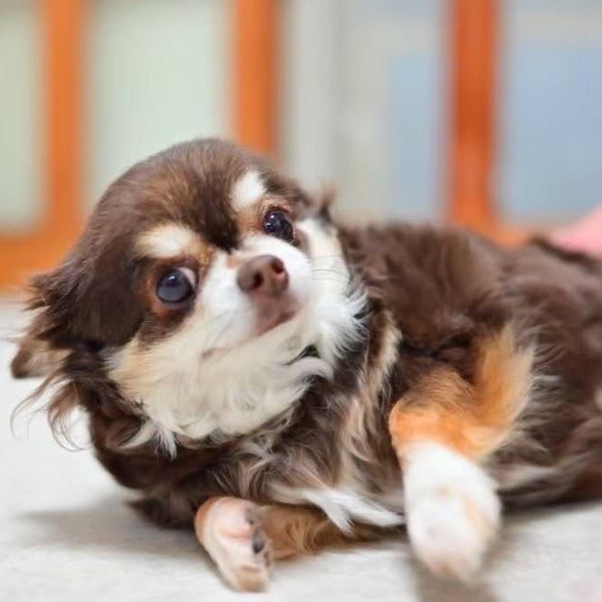 pet-image-6
