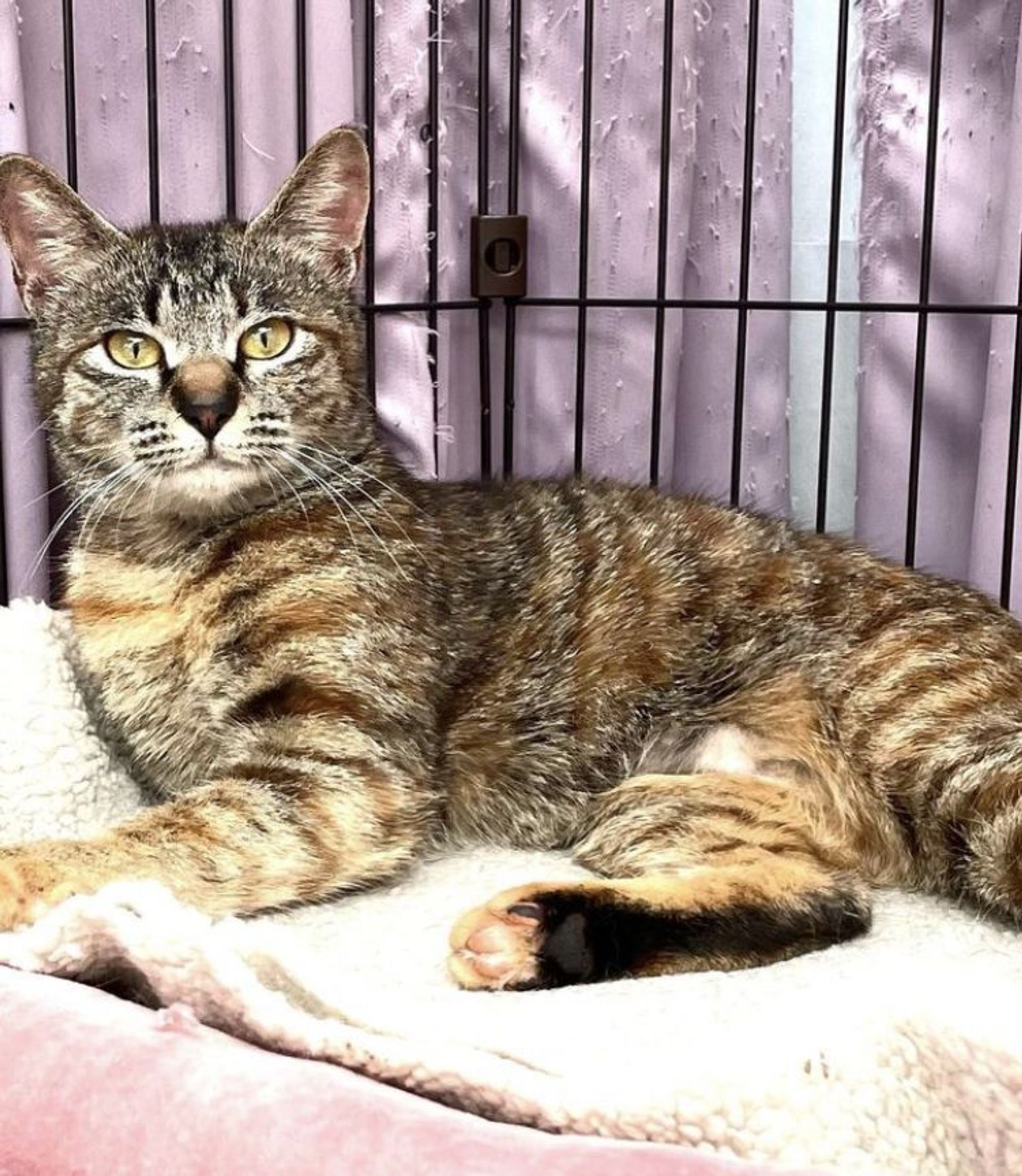 雑種（ミックス猫）・メスの里親募集の写真