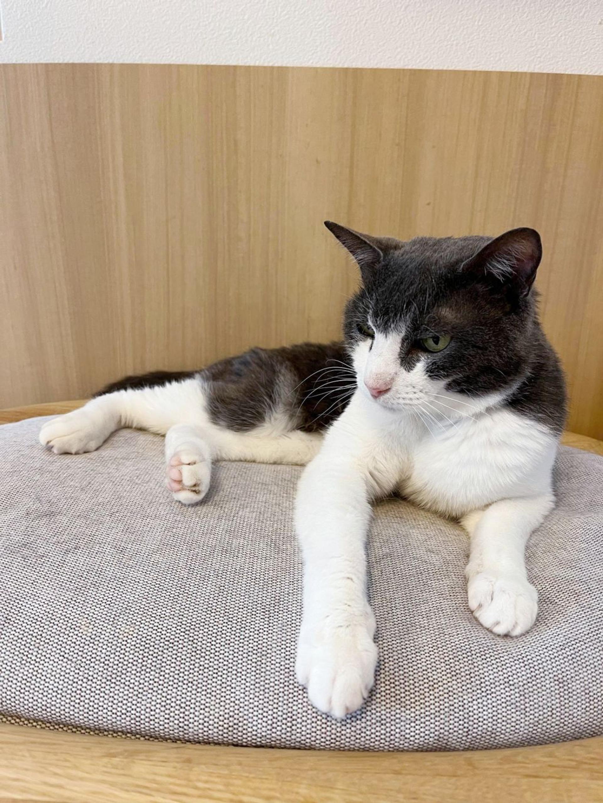 pet-image-2