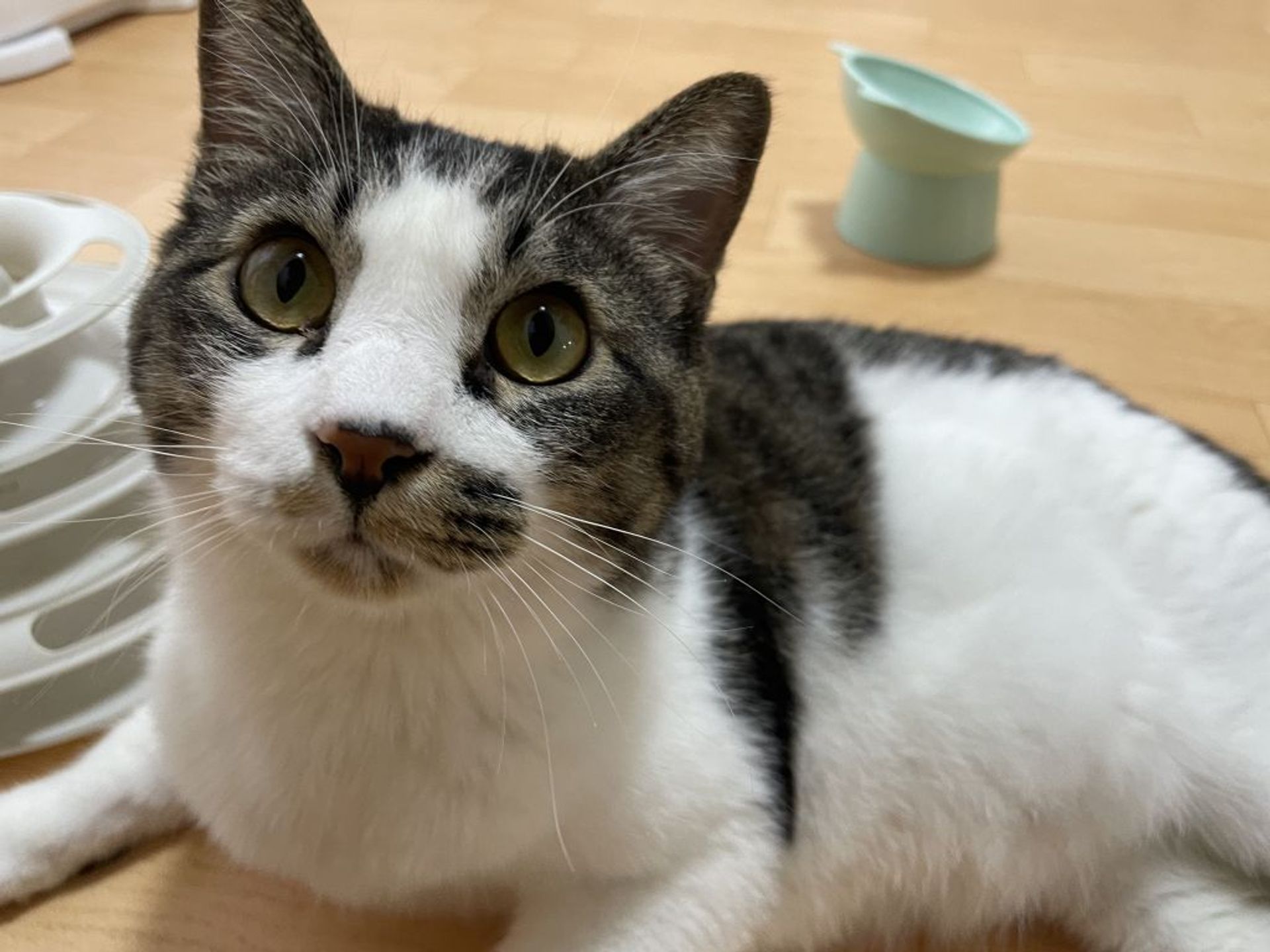 雑種（ミックス猫）・オスの里親募集の写真