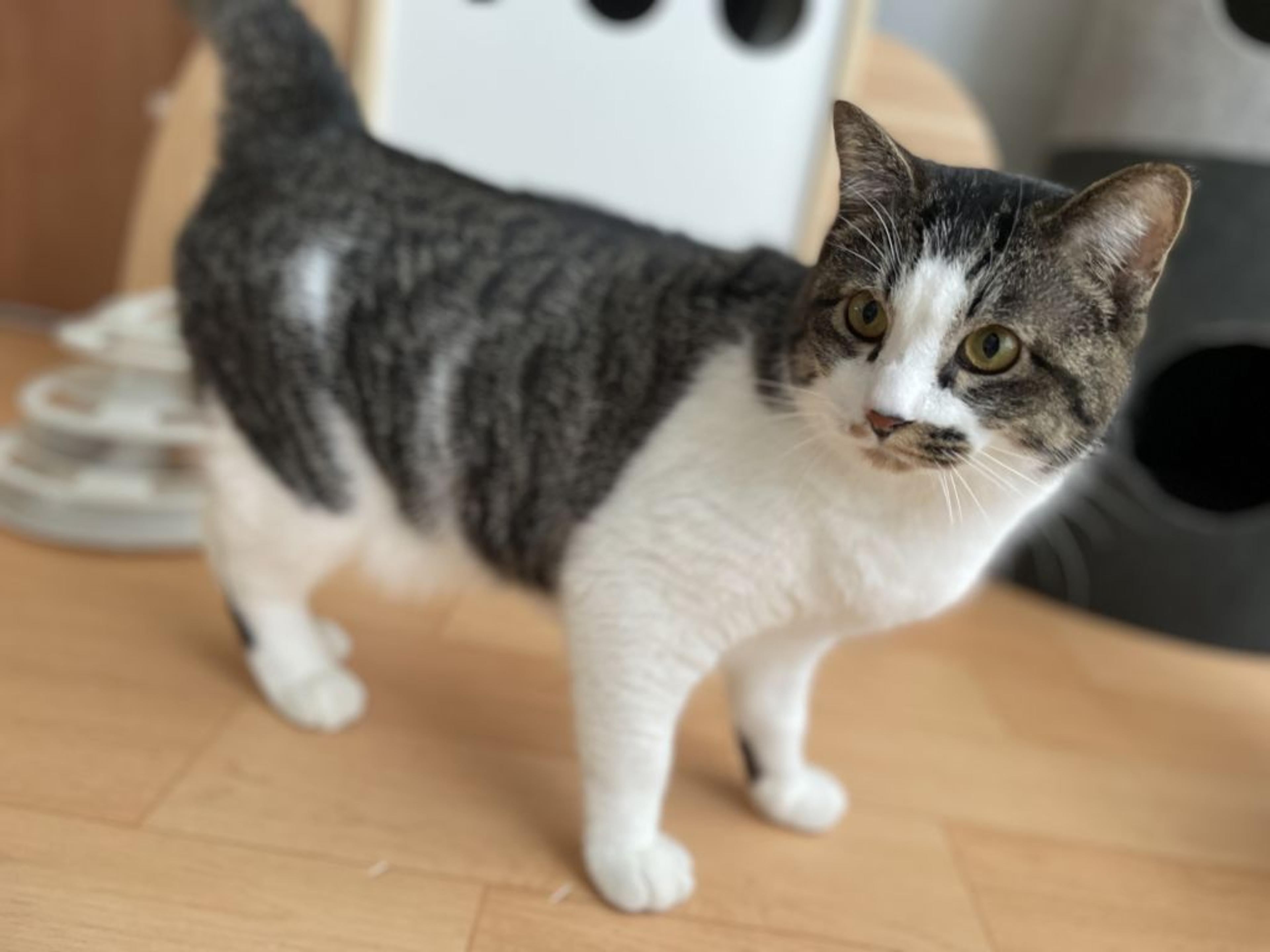 pet-image-3