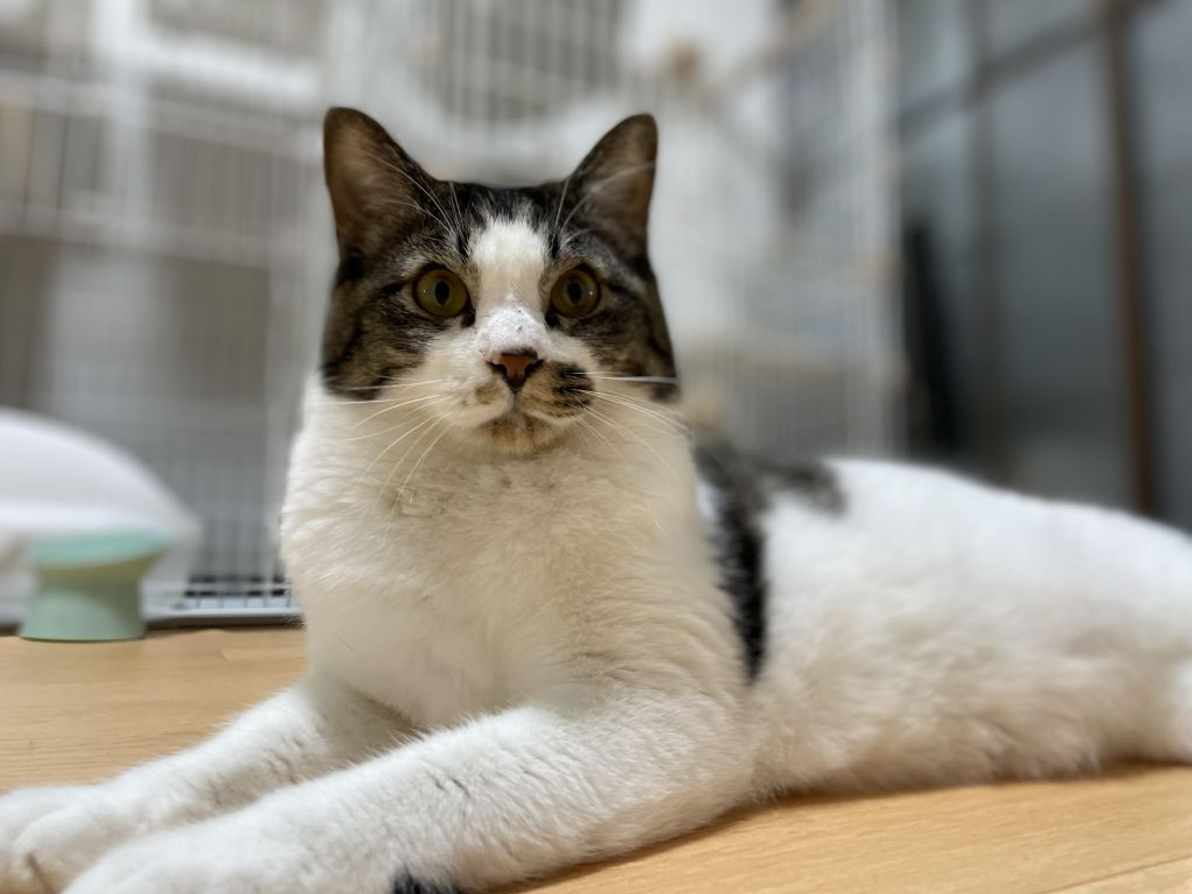pet-image-4