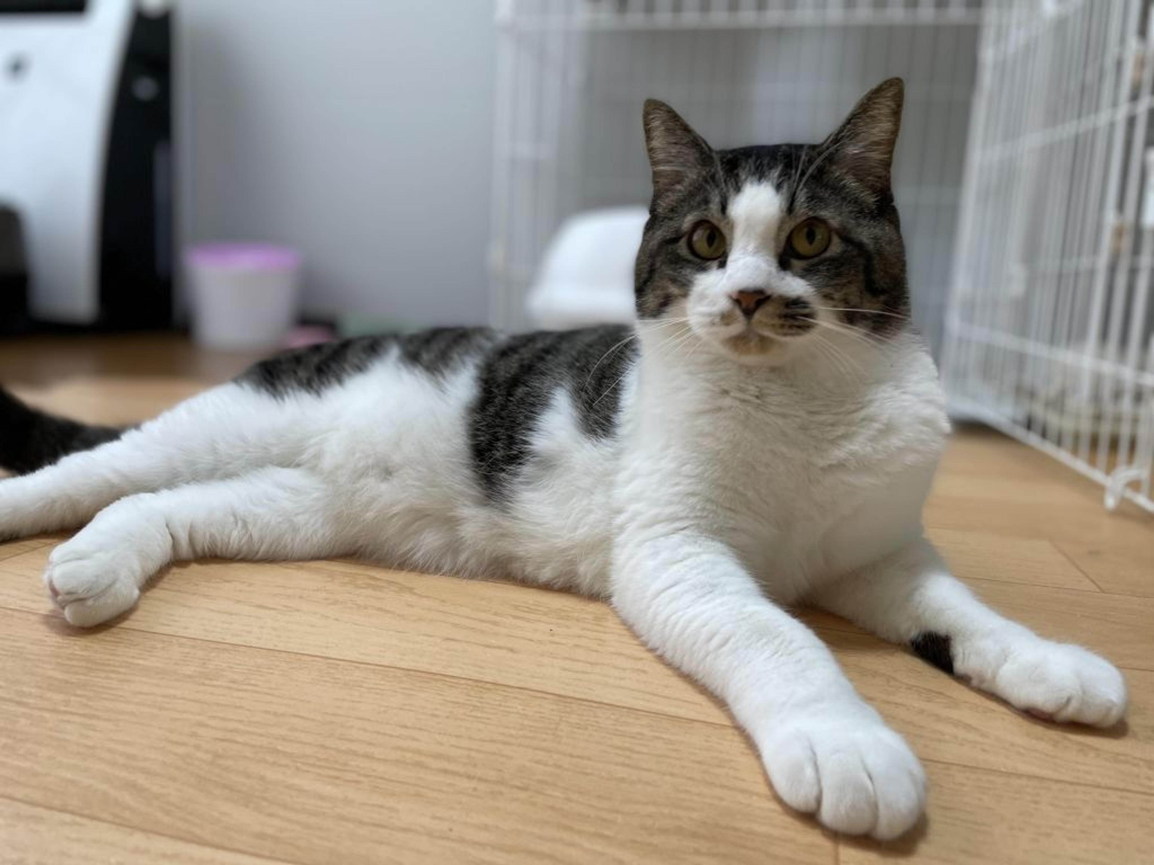 pet-image-5