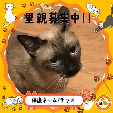 チャオの写真