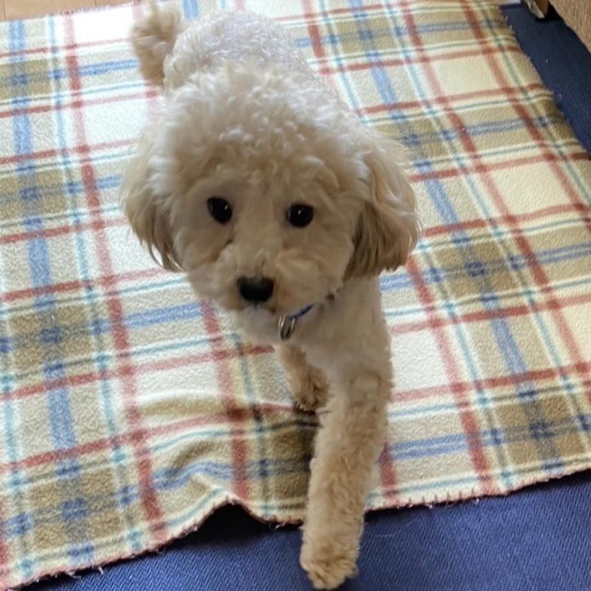 pet-image-5