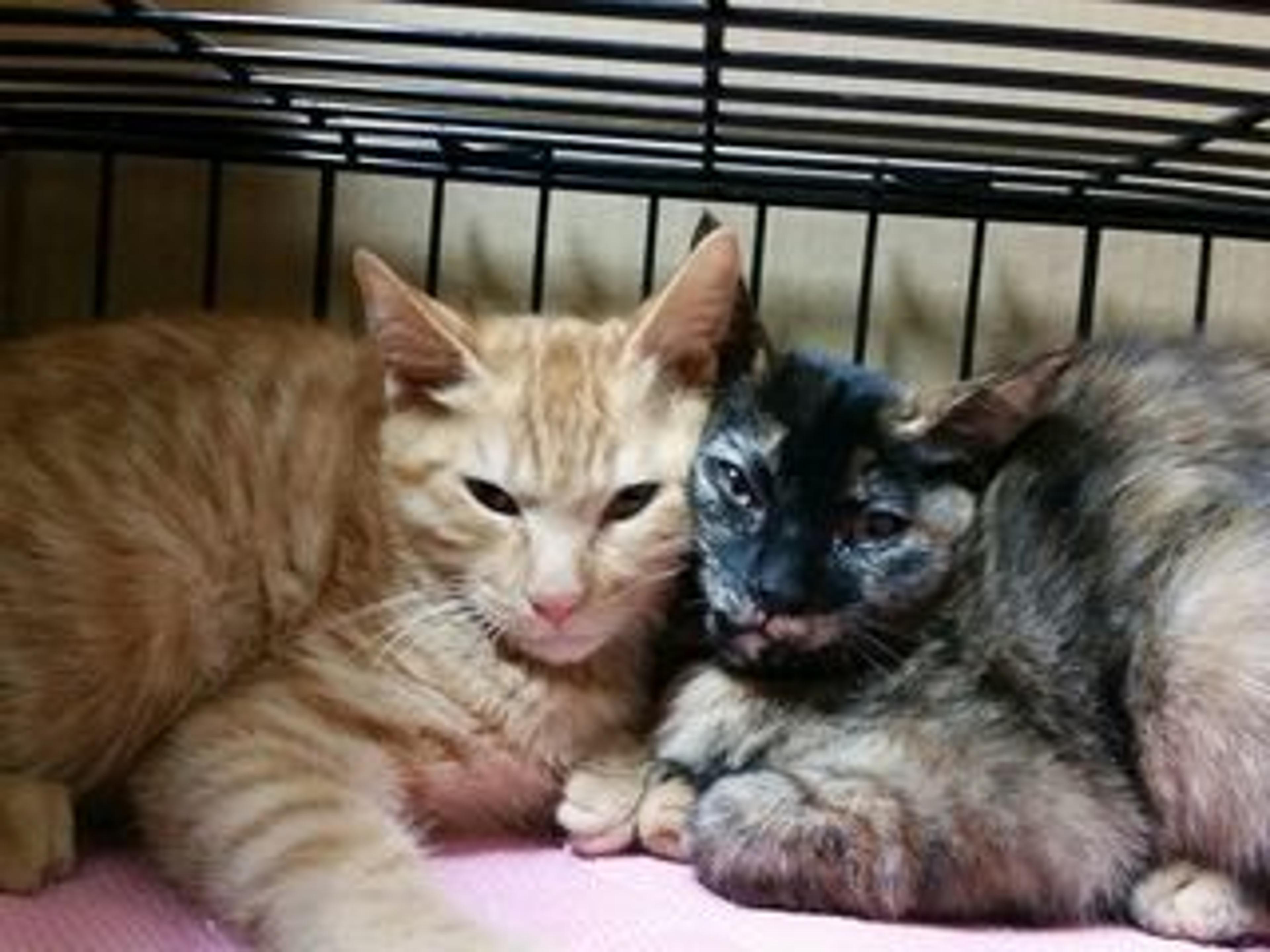 pet-image-2