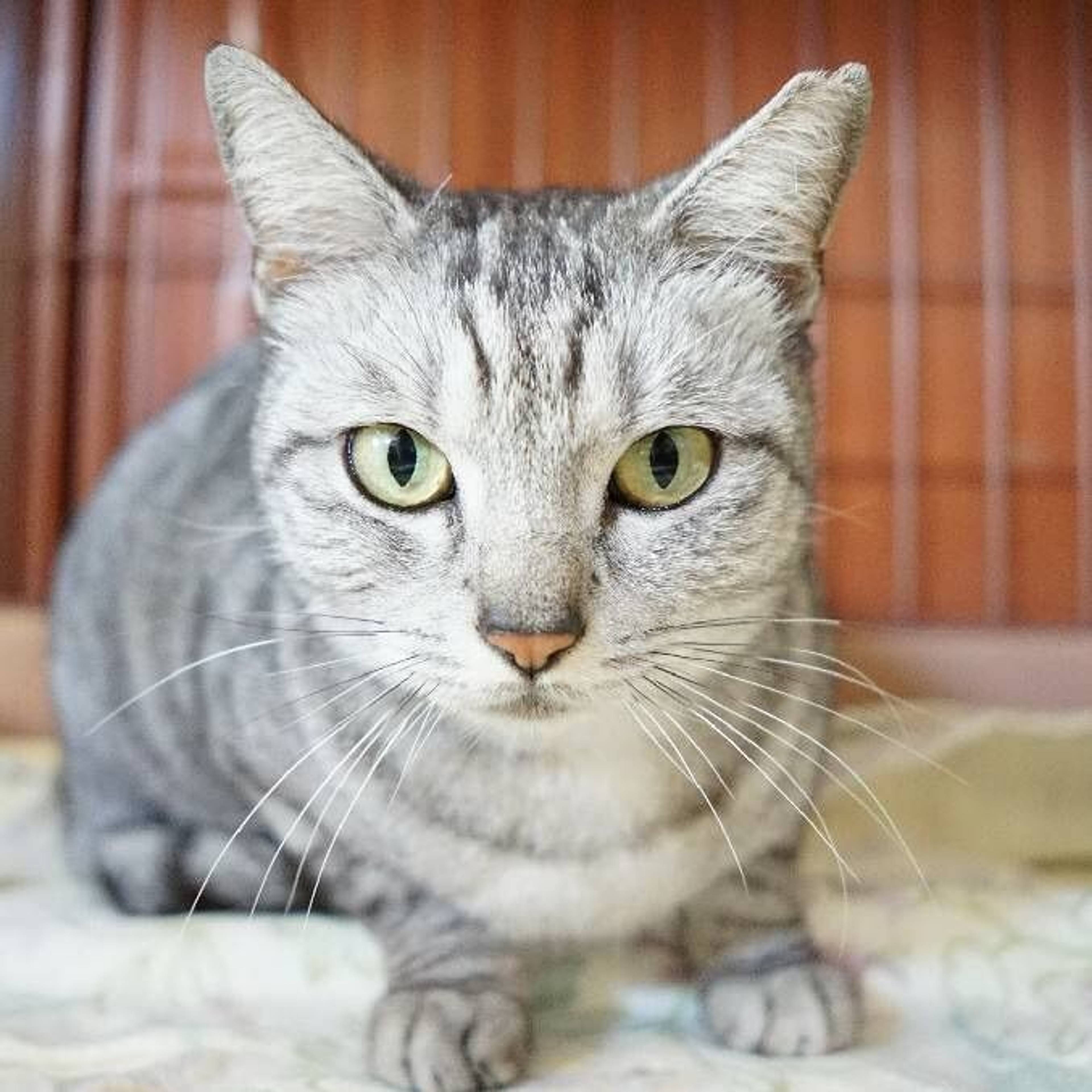 雑種（ミックス猫）・メスの里親募集の写真