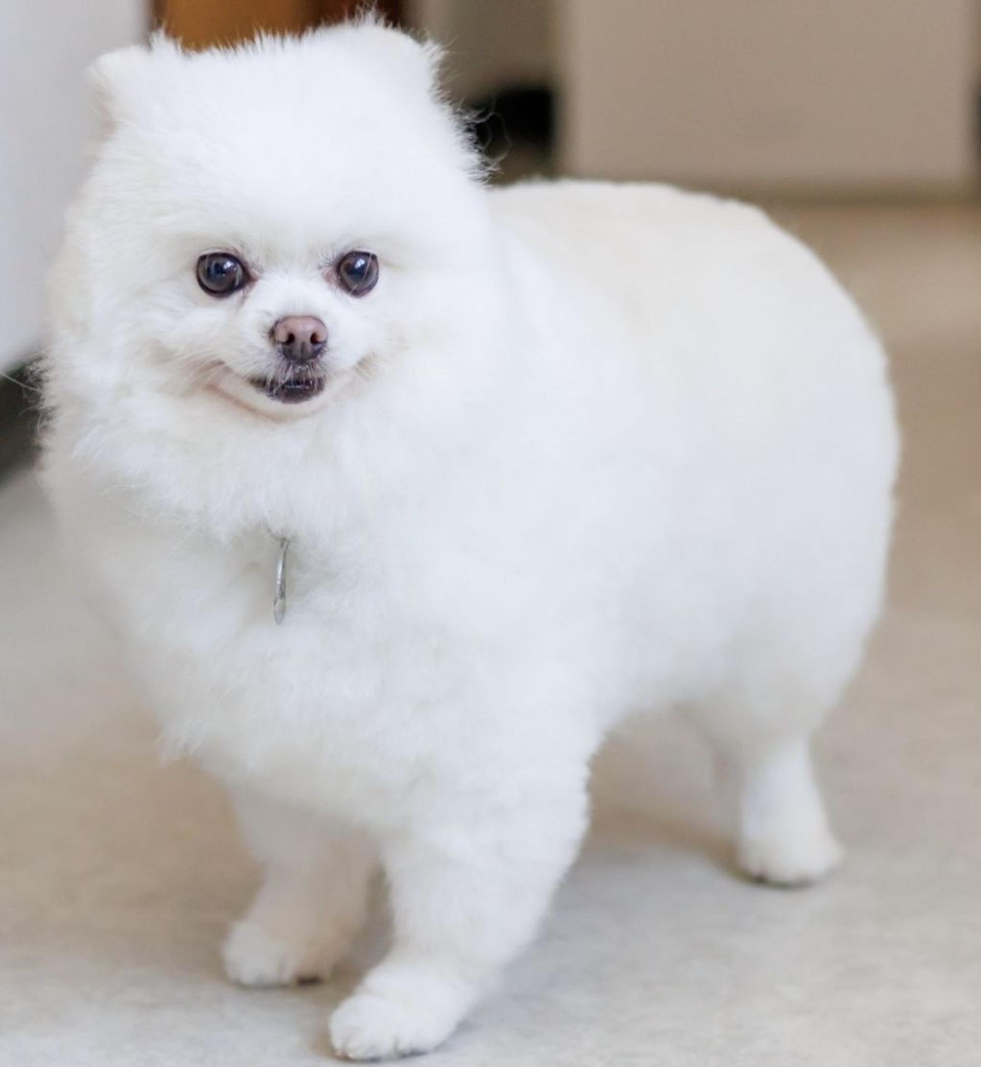 pet-image-3