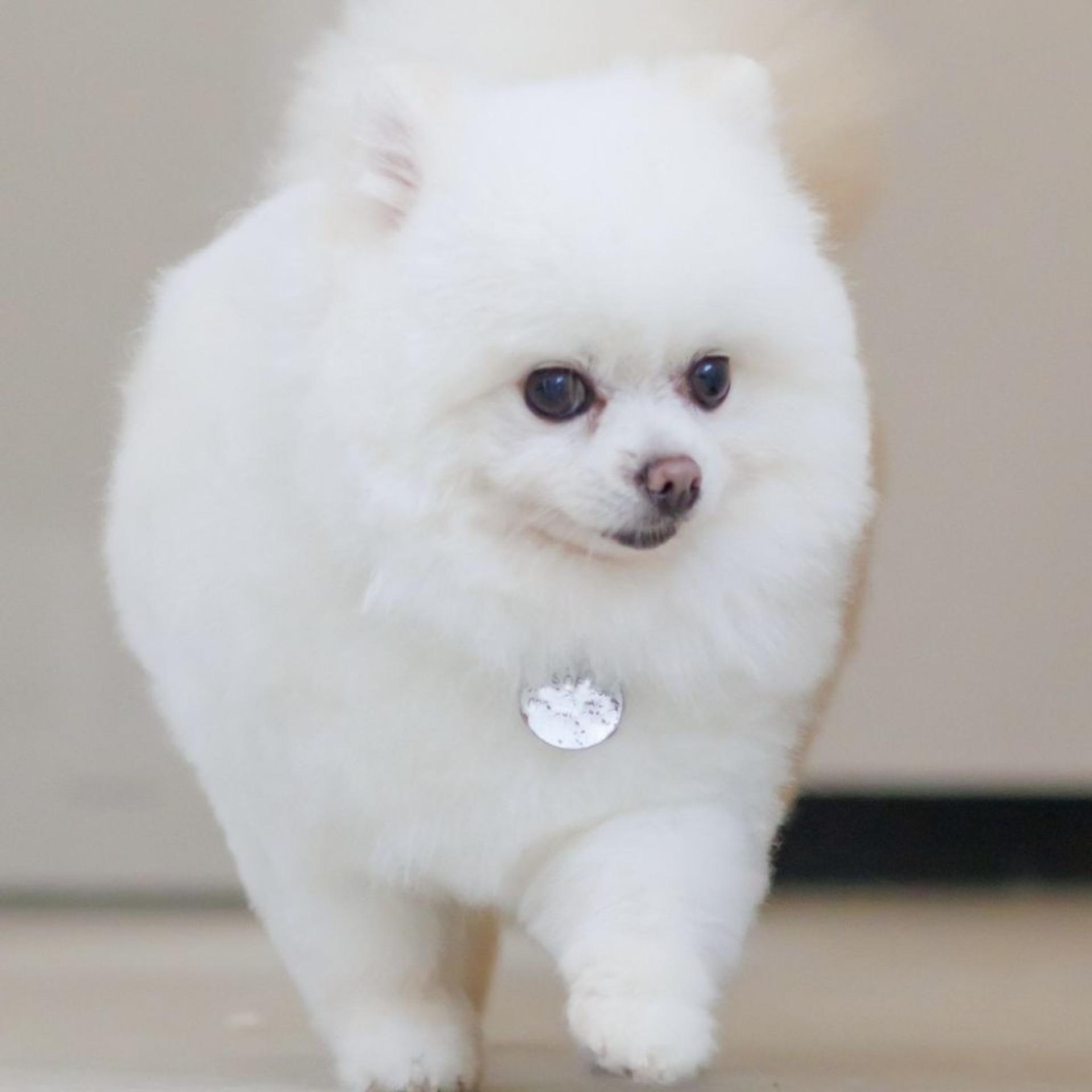 pet-image-4