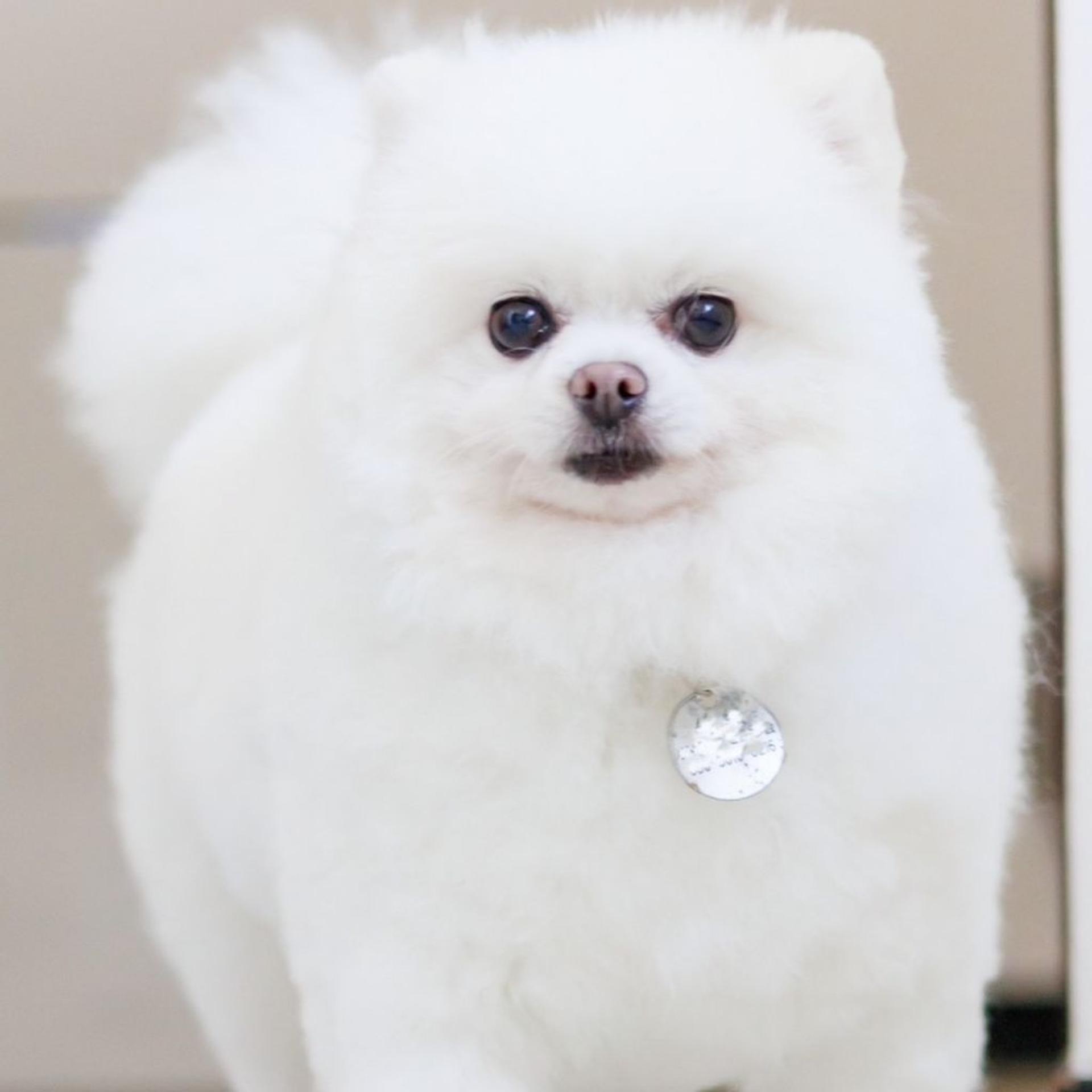 pet-image-5