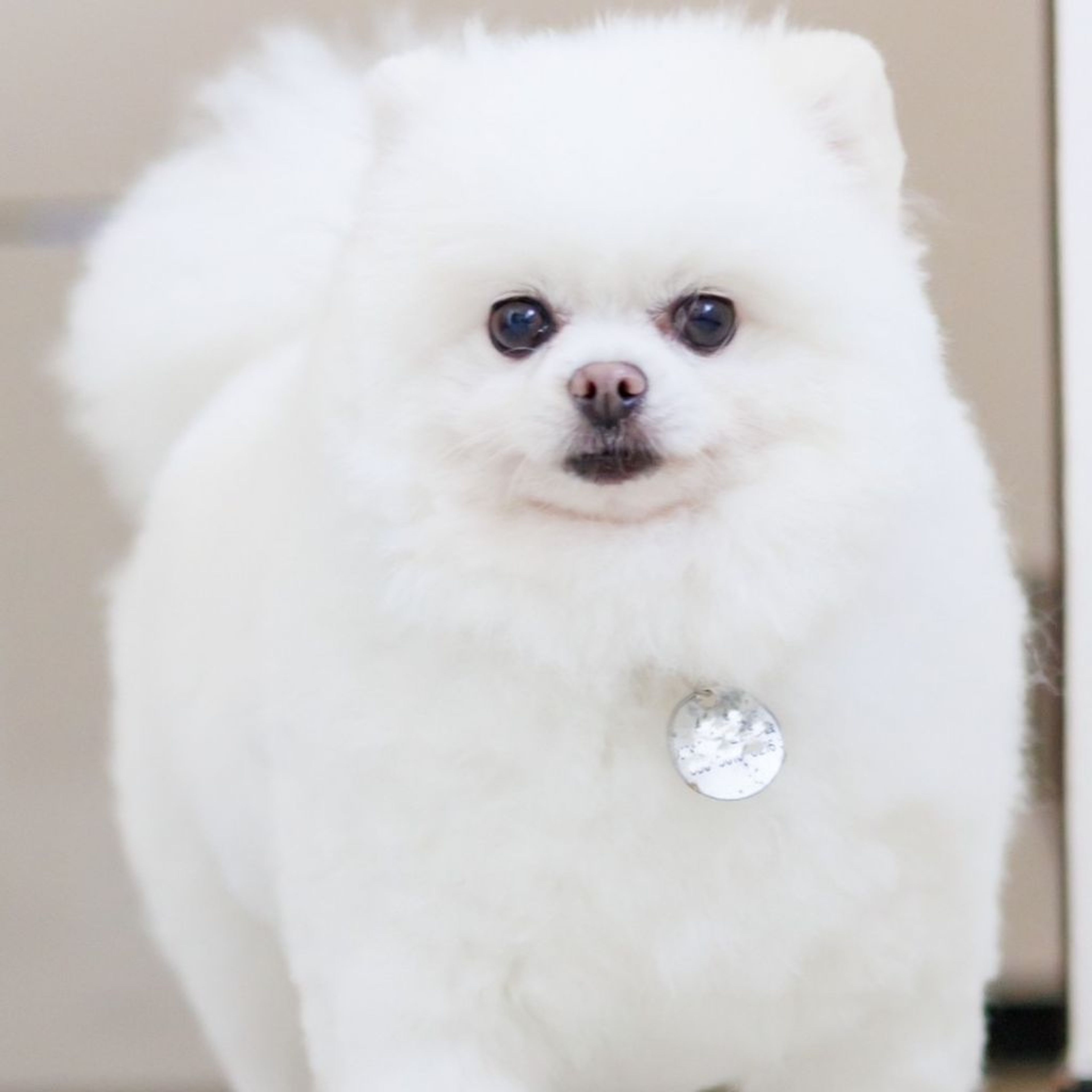 pet-image-5