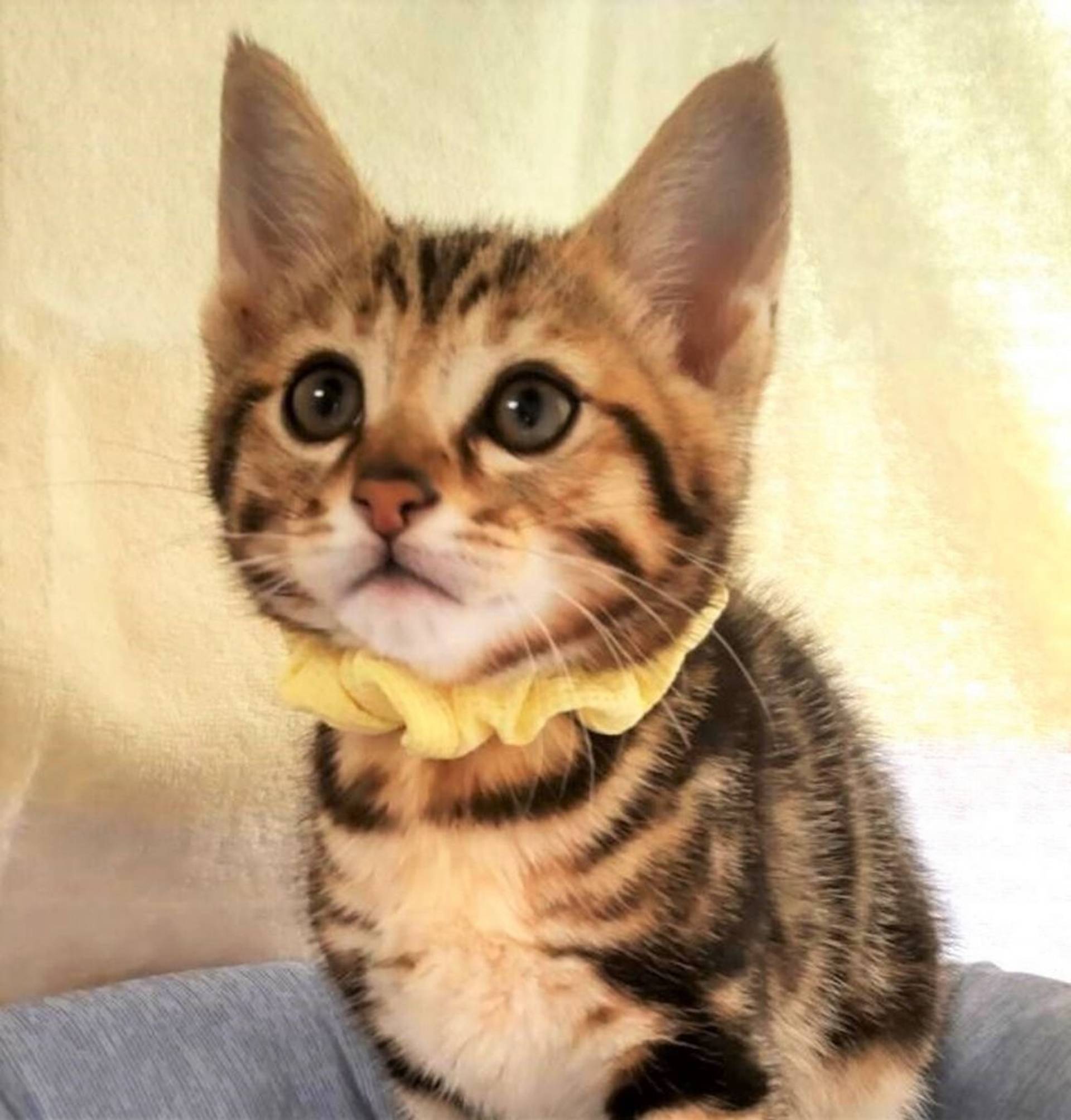 雑種（ミックス猫）・オスの里親募集の写真