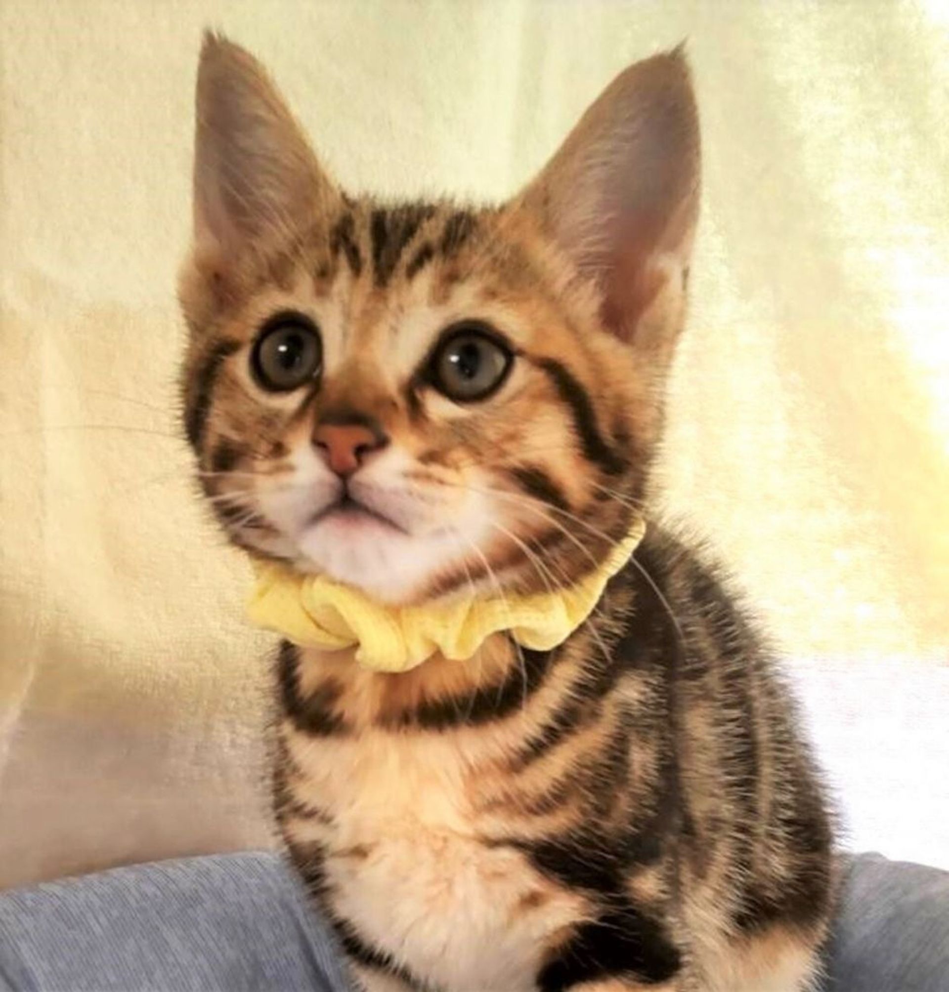 雑種（ミックス猫）・オスの里親募集の写真