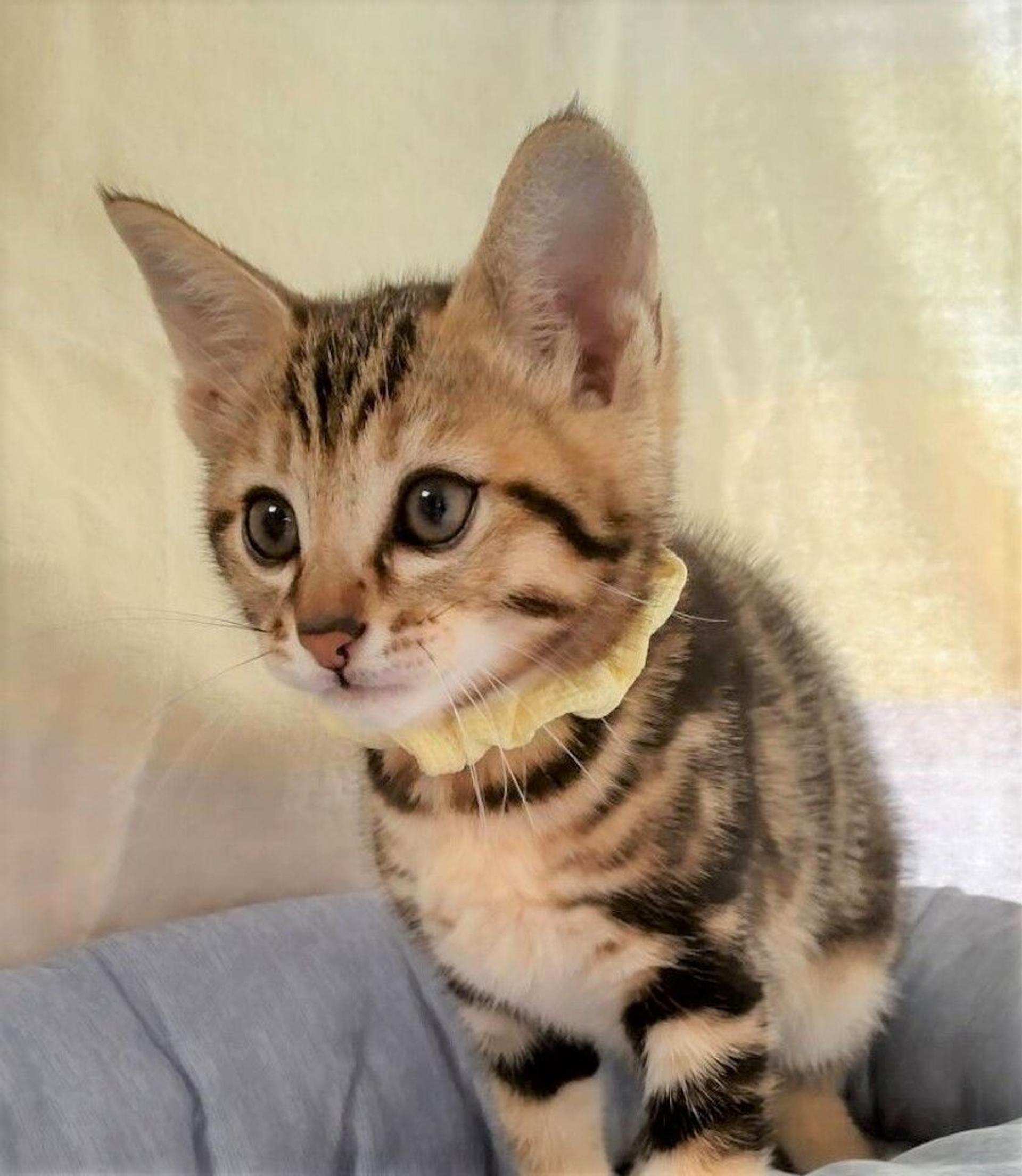 pet-image-4