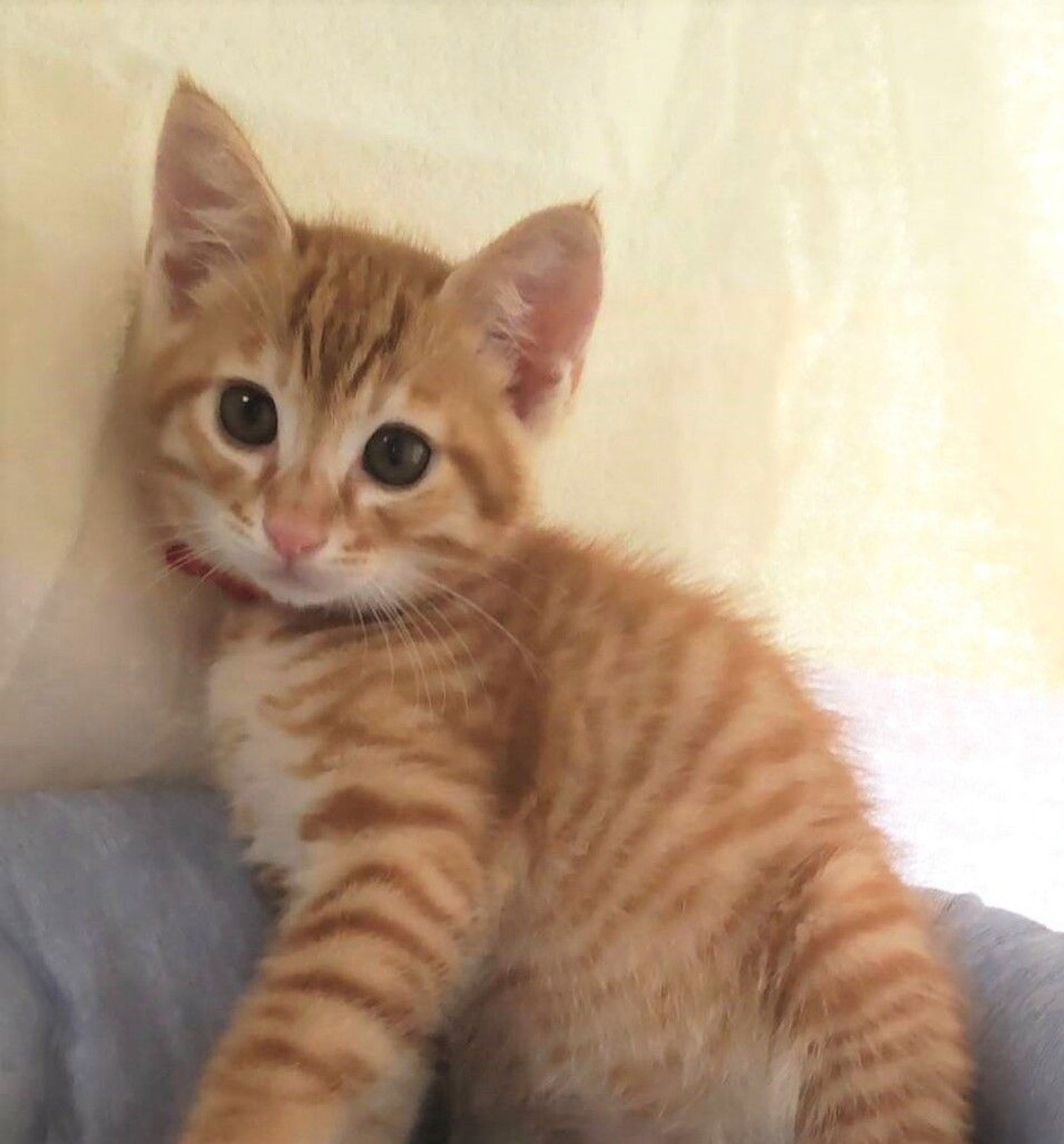 雑種（ミックス猫）・オスの里親募集の写真