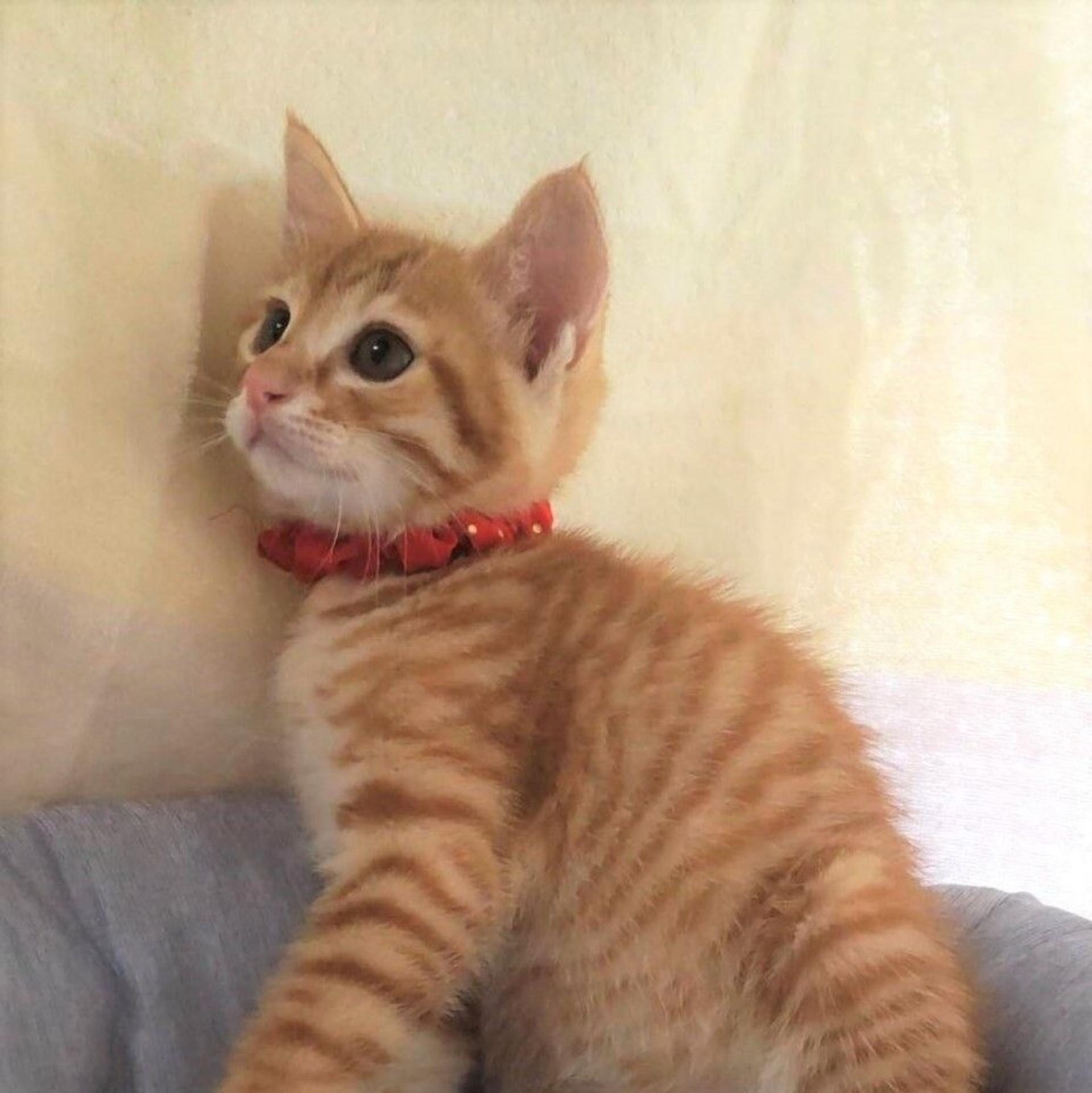 pet-image-3