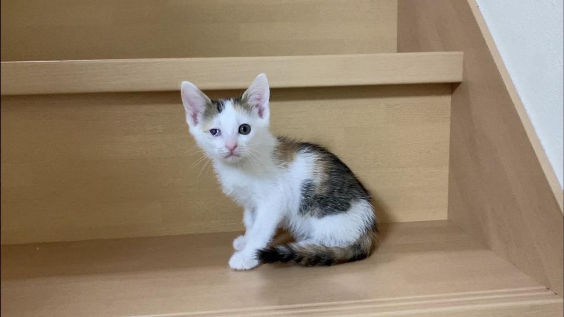 pet-image-3