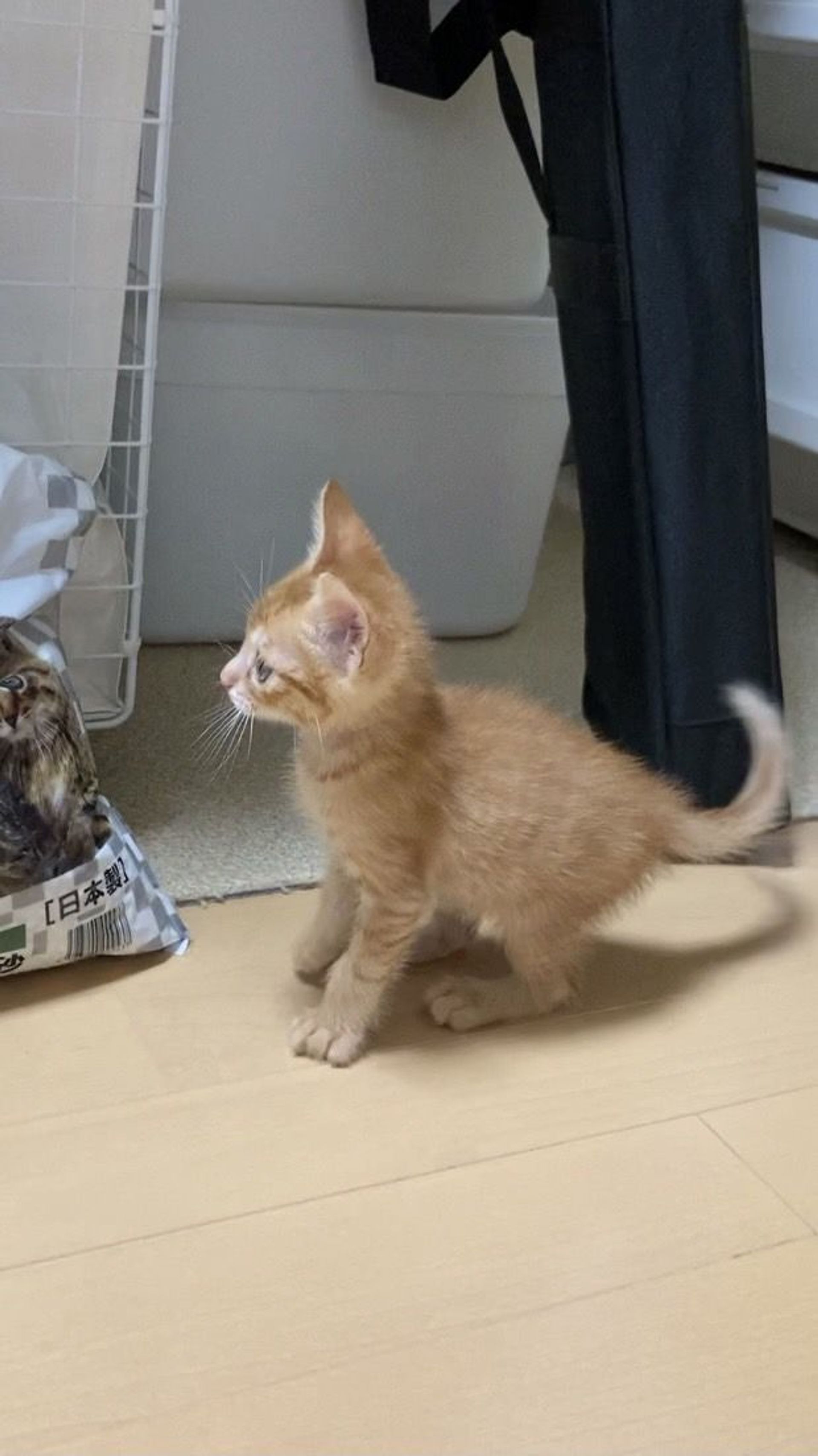 雑種（ミックス猫）・オスの里親募集の写真