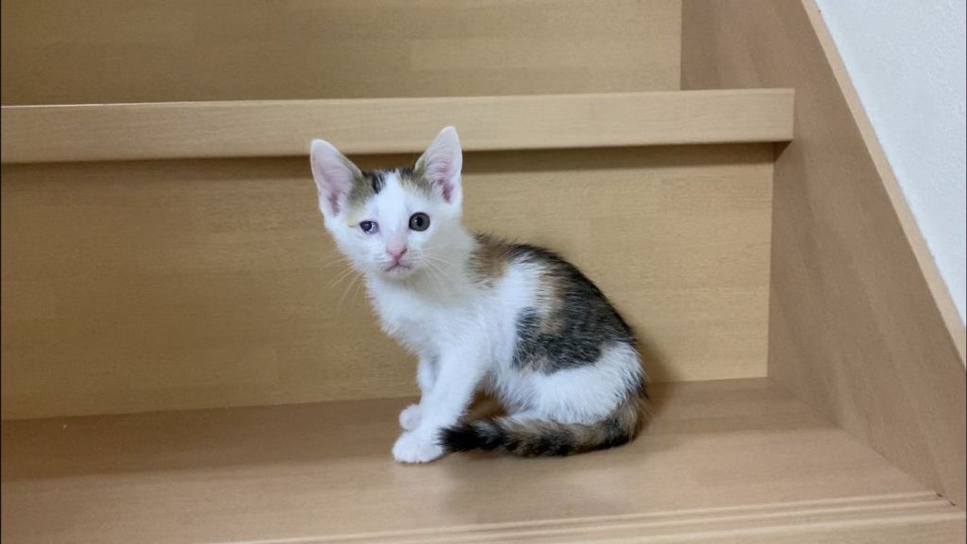 雑種（ミックス猫）・メスの里親募集の写真