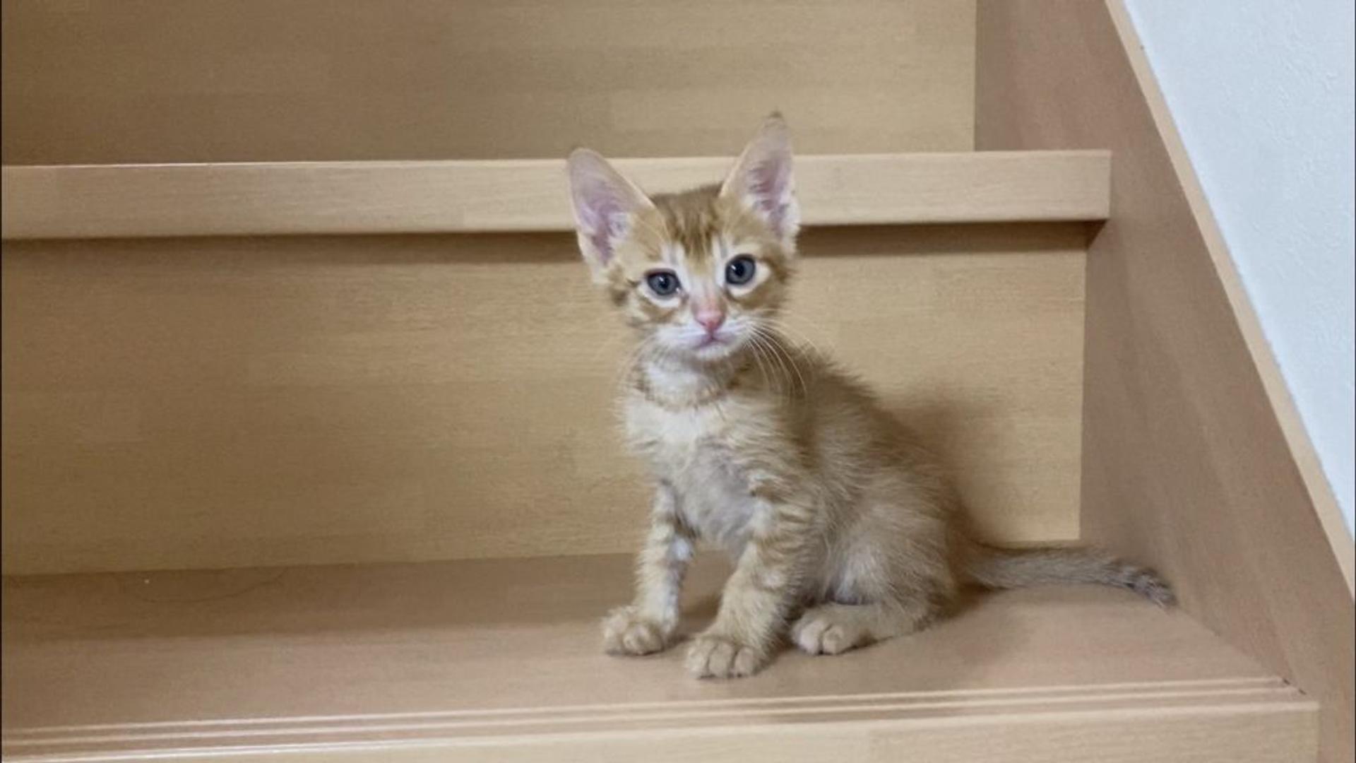 pet-image-4