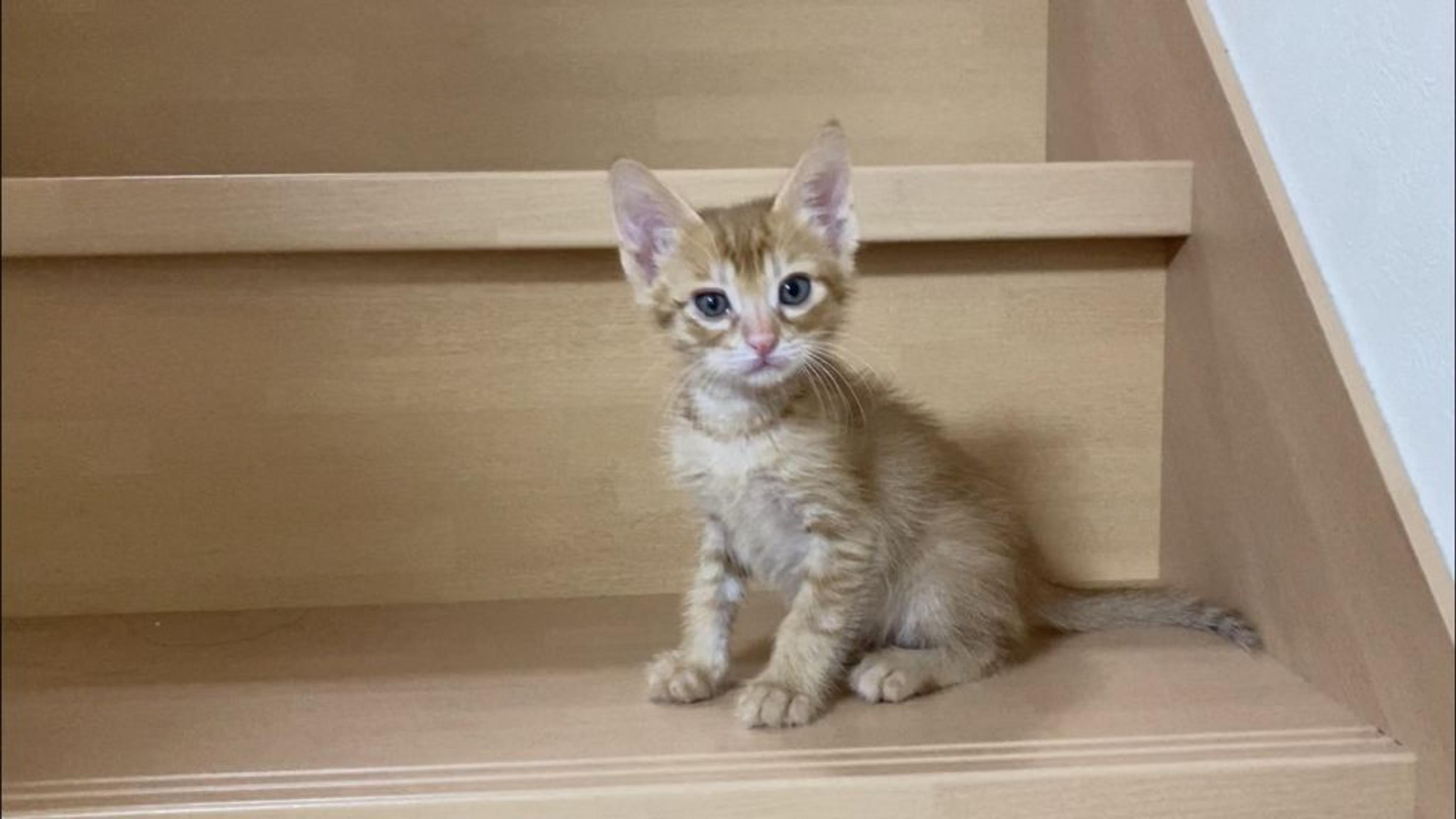 pet-image-4
