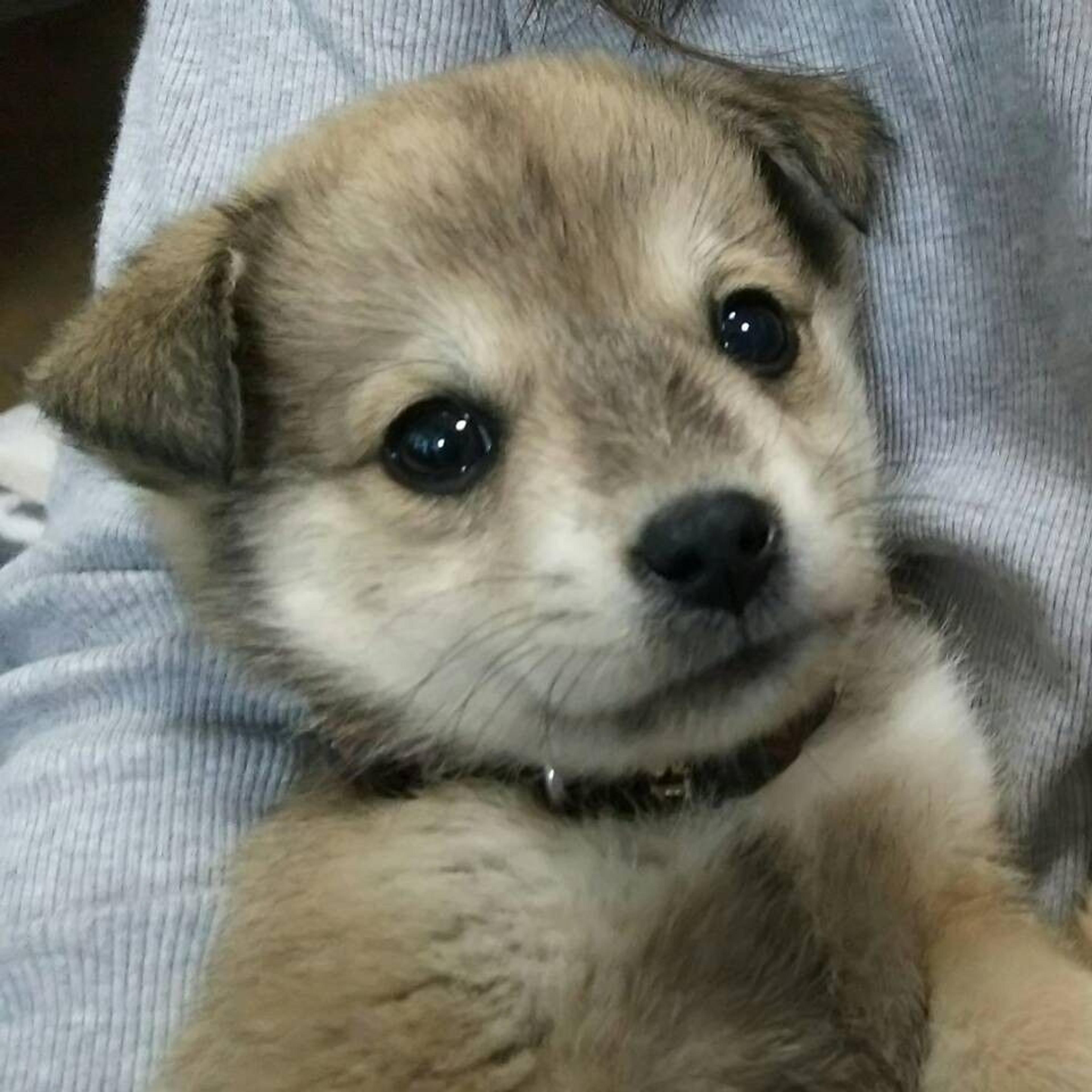 pet-image-2