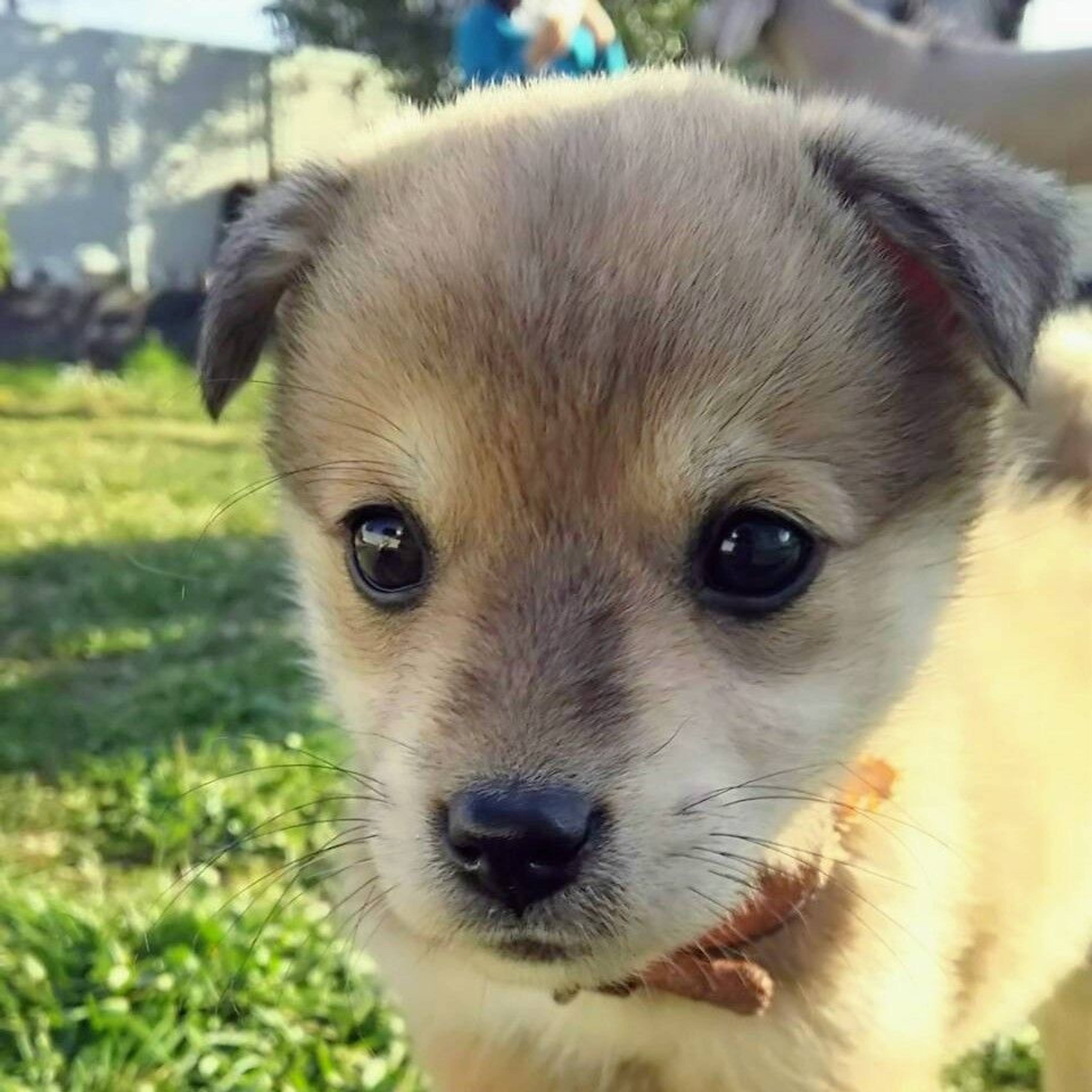 雑種（ミックス犬）・メスの里親募集の写真